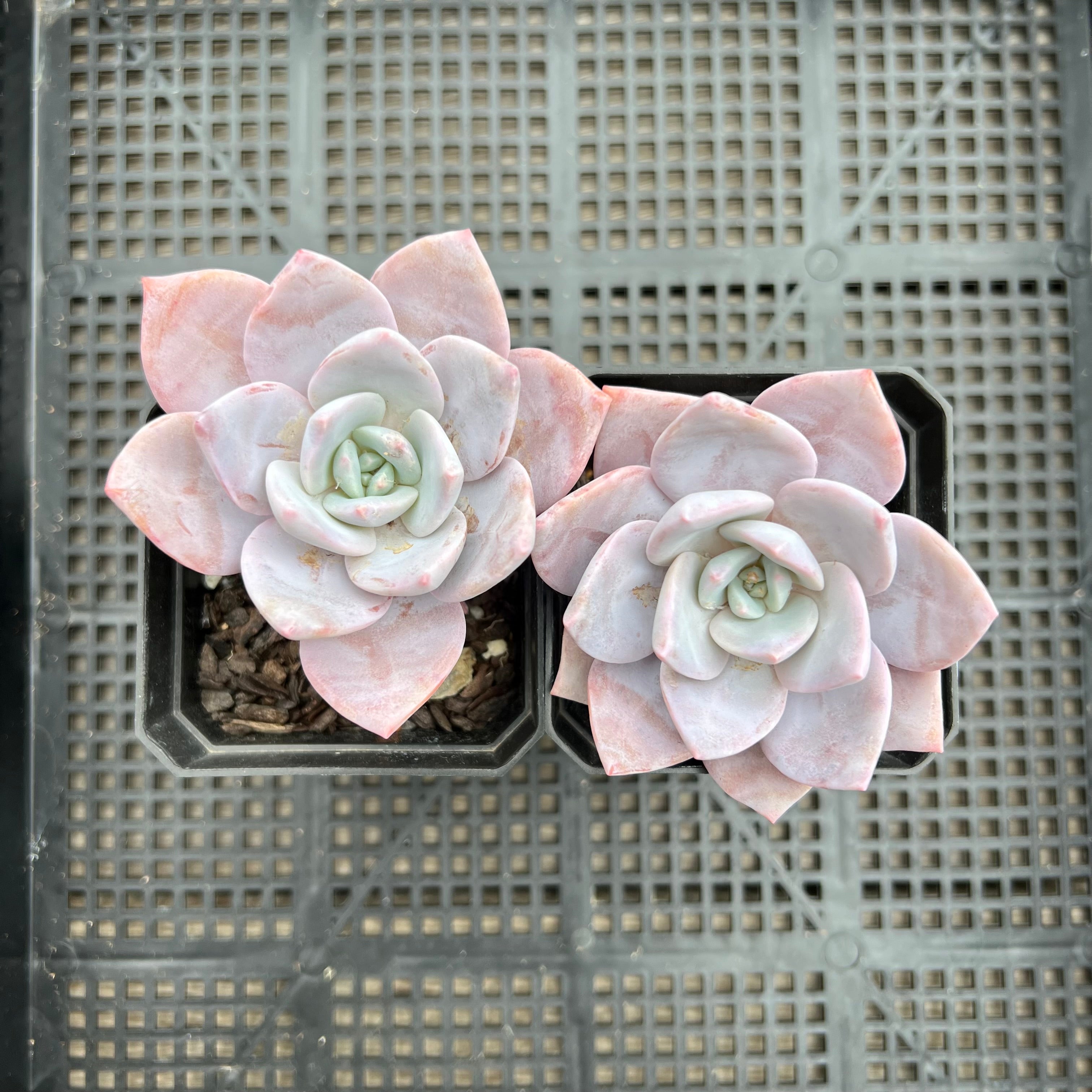 pink laui succulent Graptoveria Pink Laui