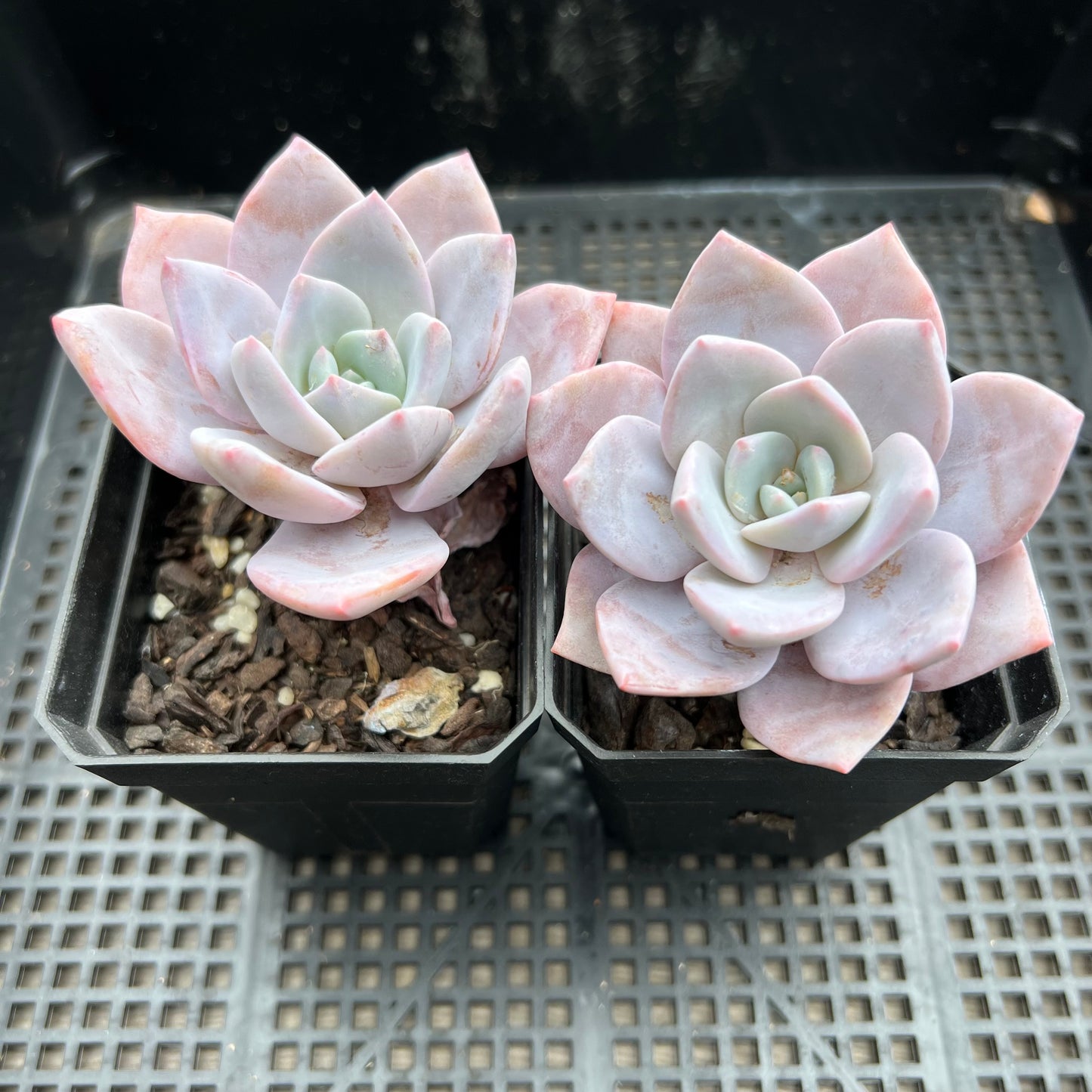 Graptoveria Pink Laui