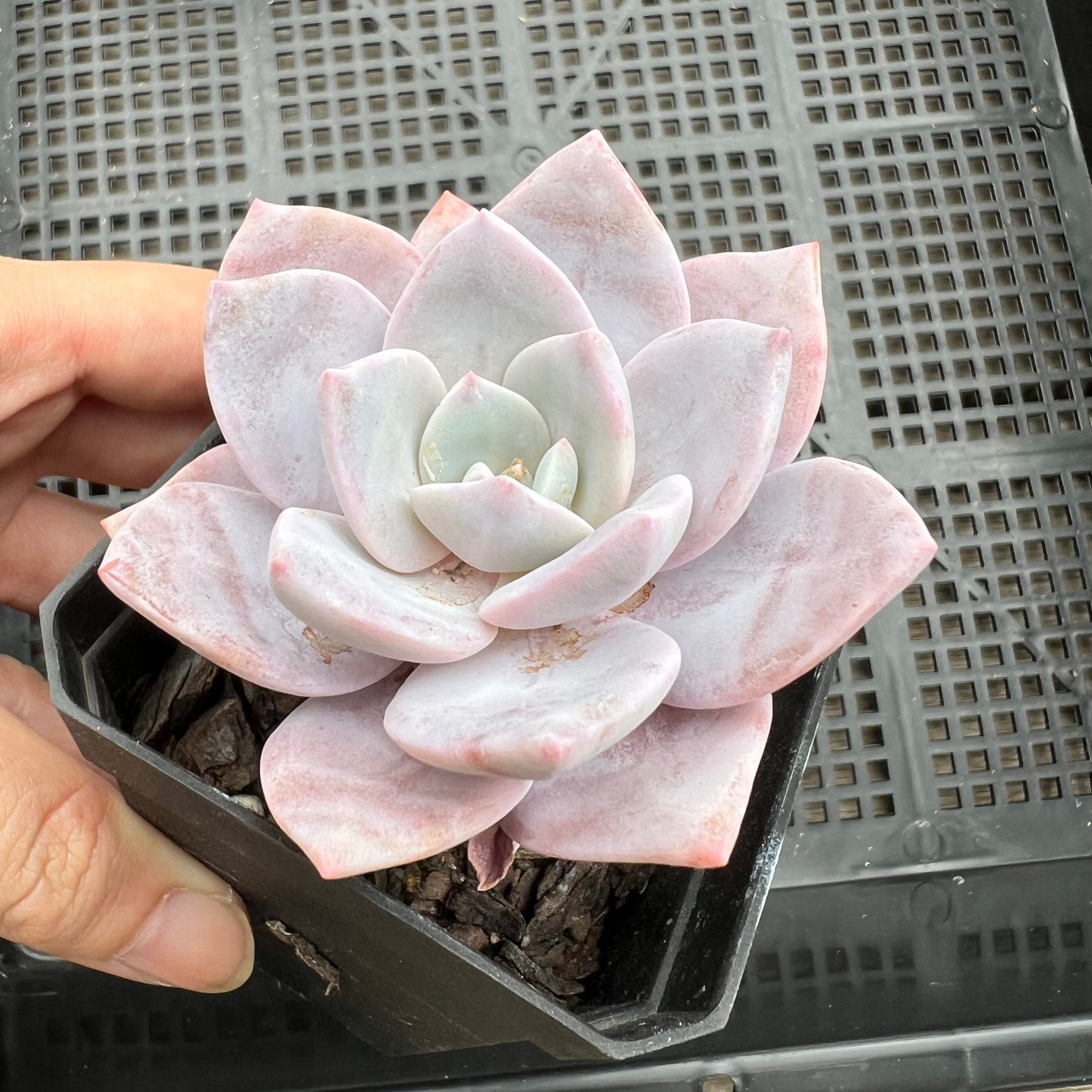 Graptoveria Pink Laui