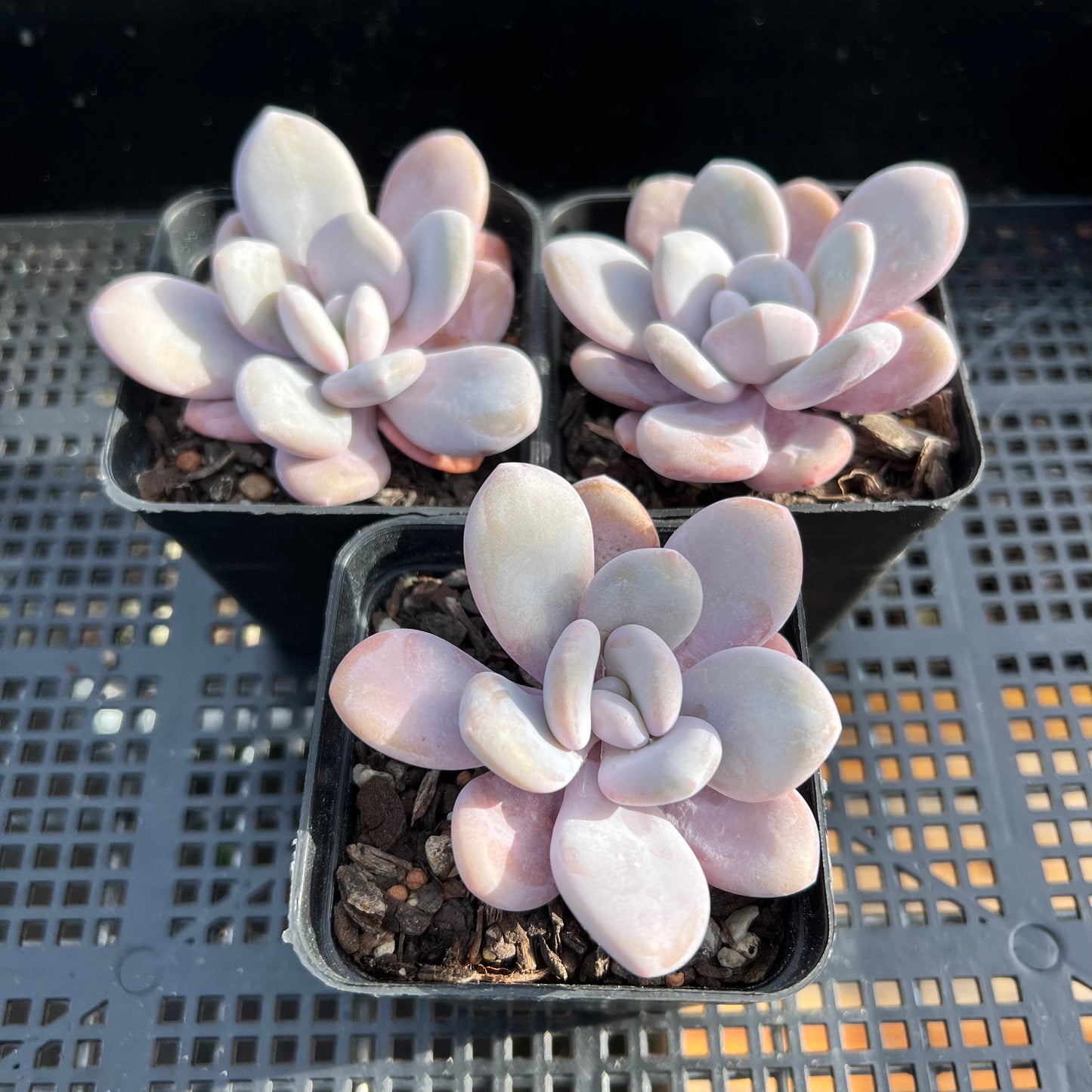 Graptoveria Snow Peach