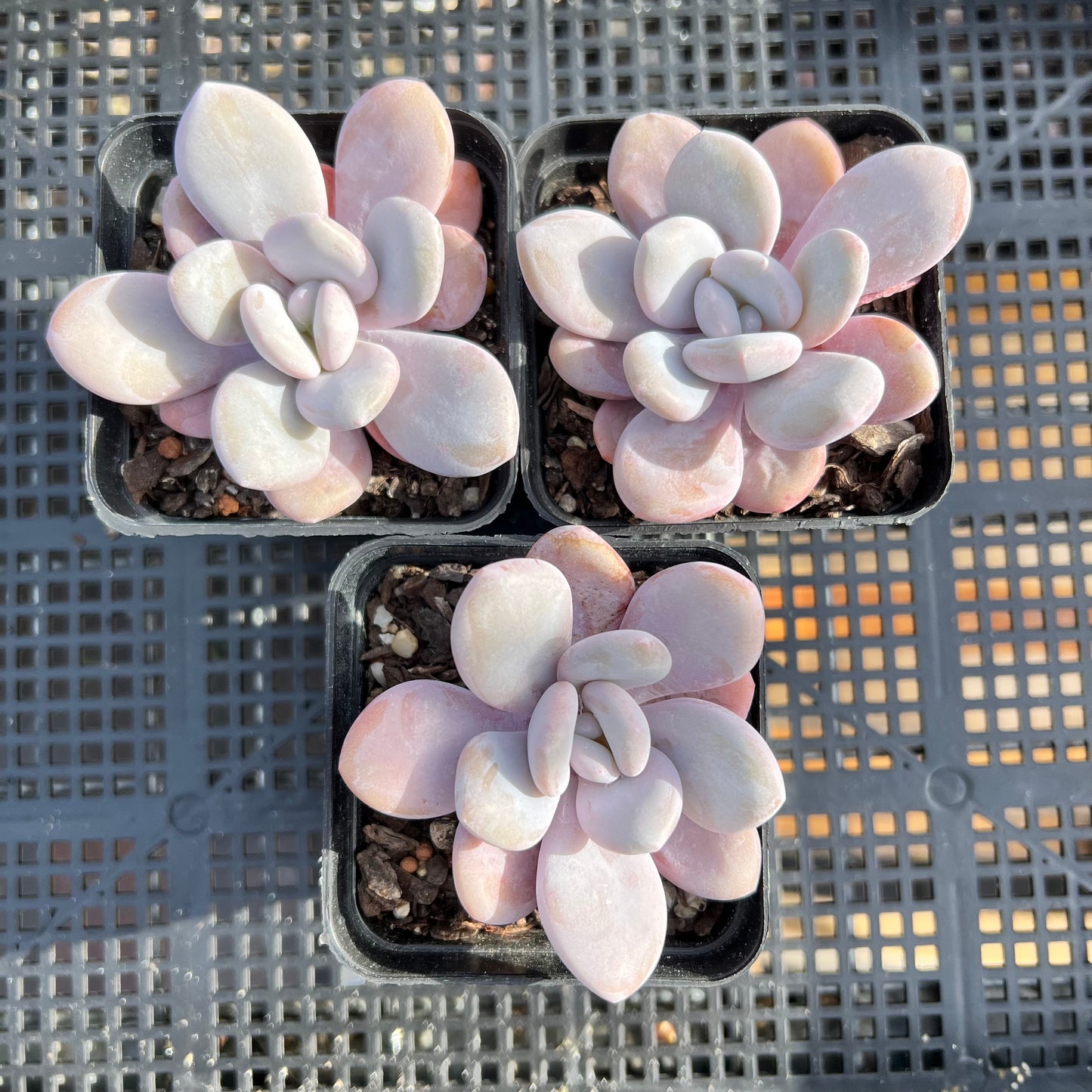 Graptoveria Snow Peach