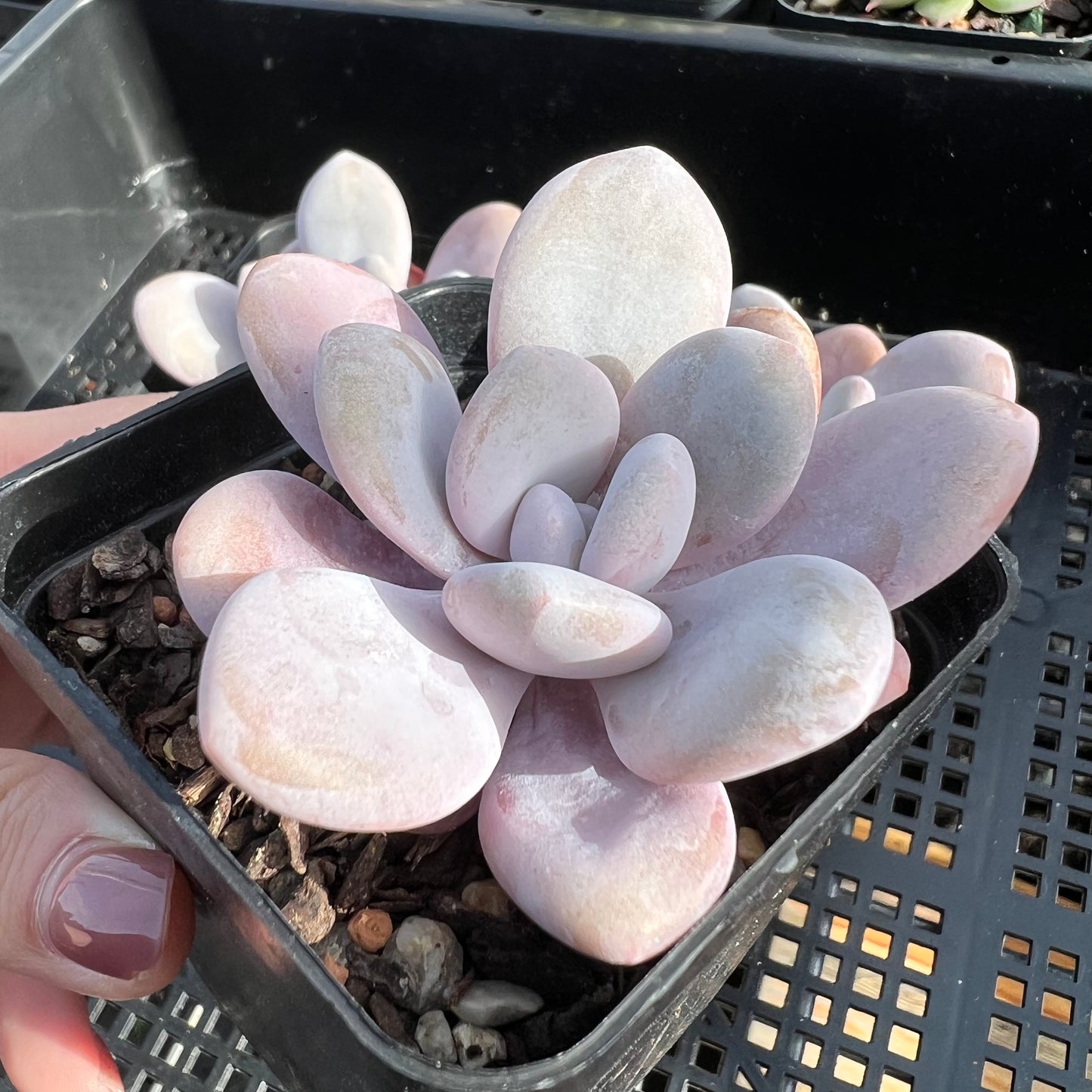 Graptoveria Snow Peach