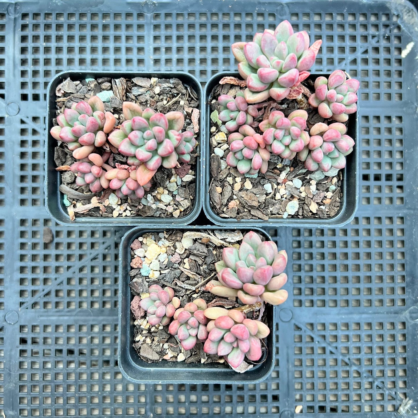 Graptoveria 'Avant Garde' (Round Leaf)