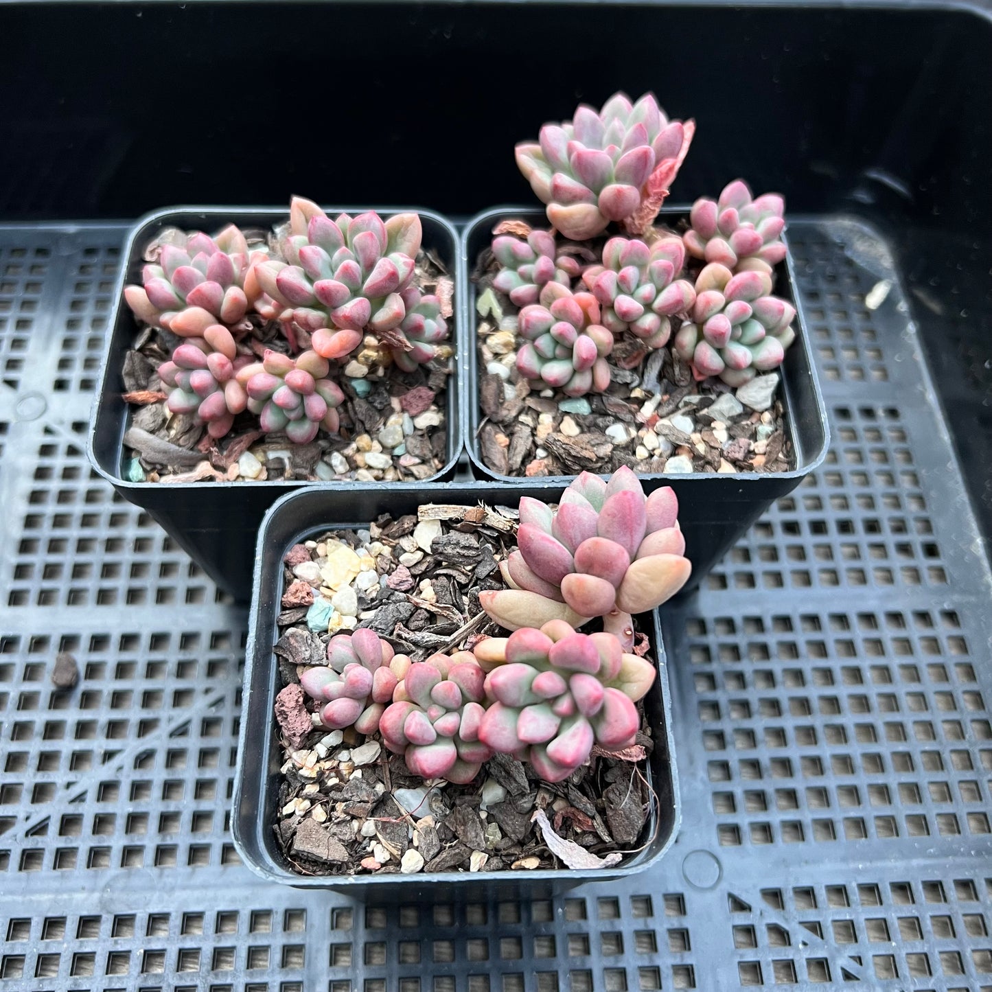 Graptoveria 'Avant Garde' (Round Leaf)