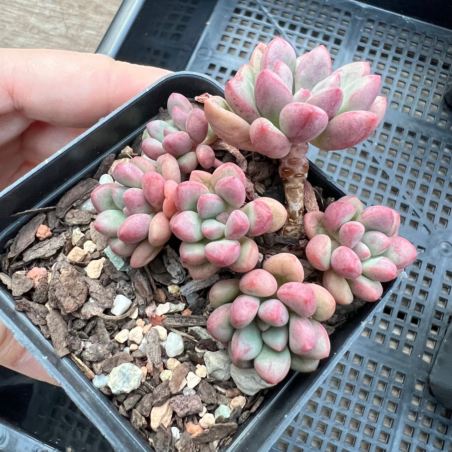 Graptoveria 'Avant Garde' (Round Leaf)