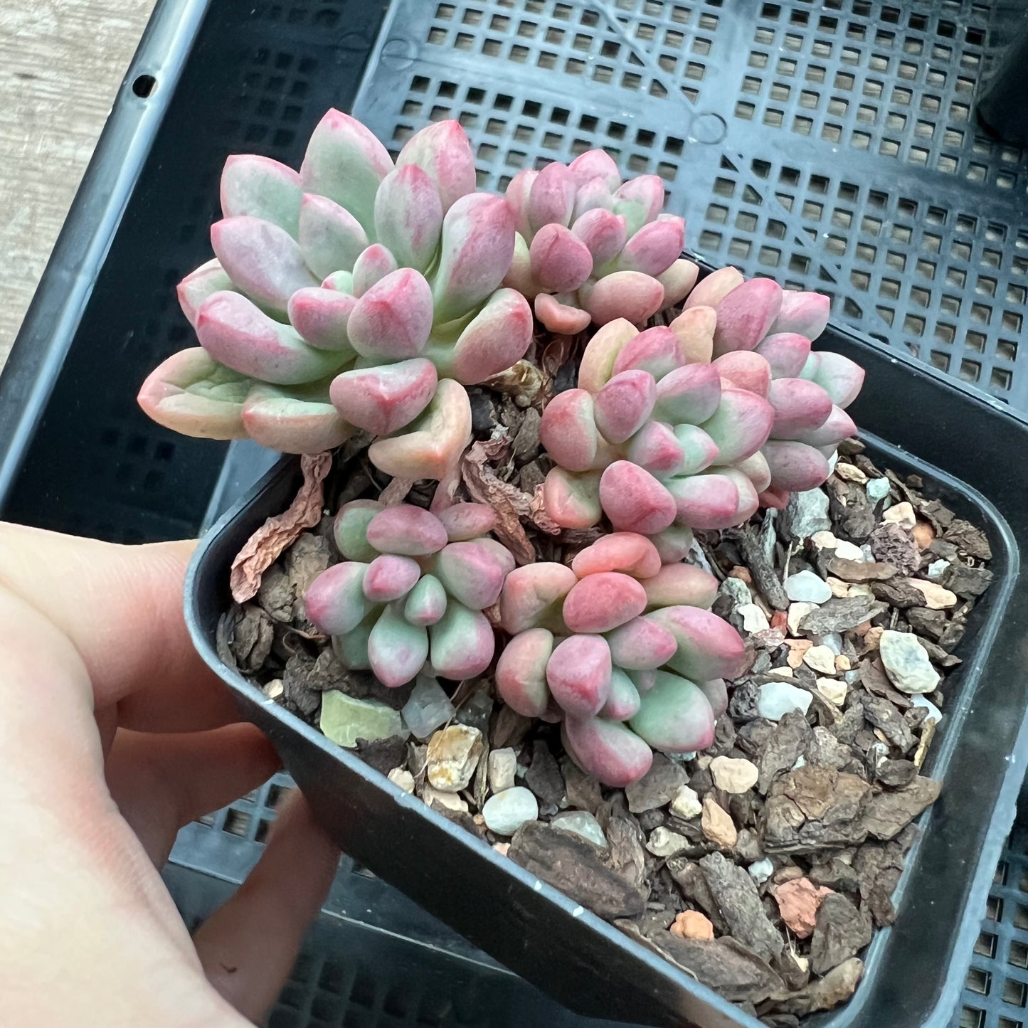 Graptoveria 'Avant Garde' (Round Leaf)