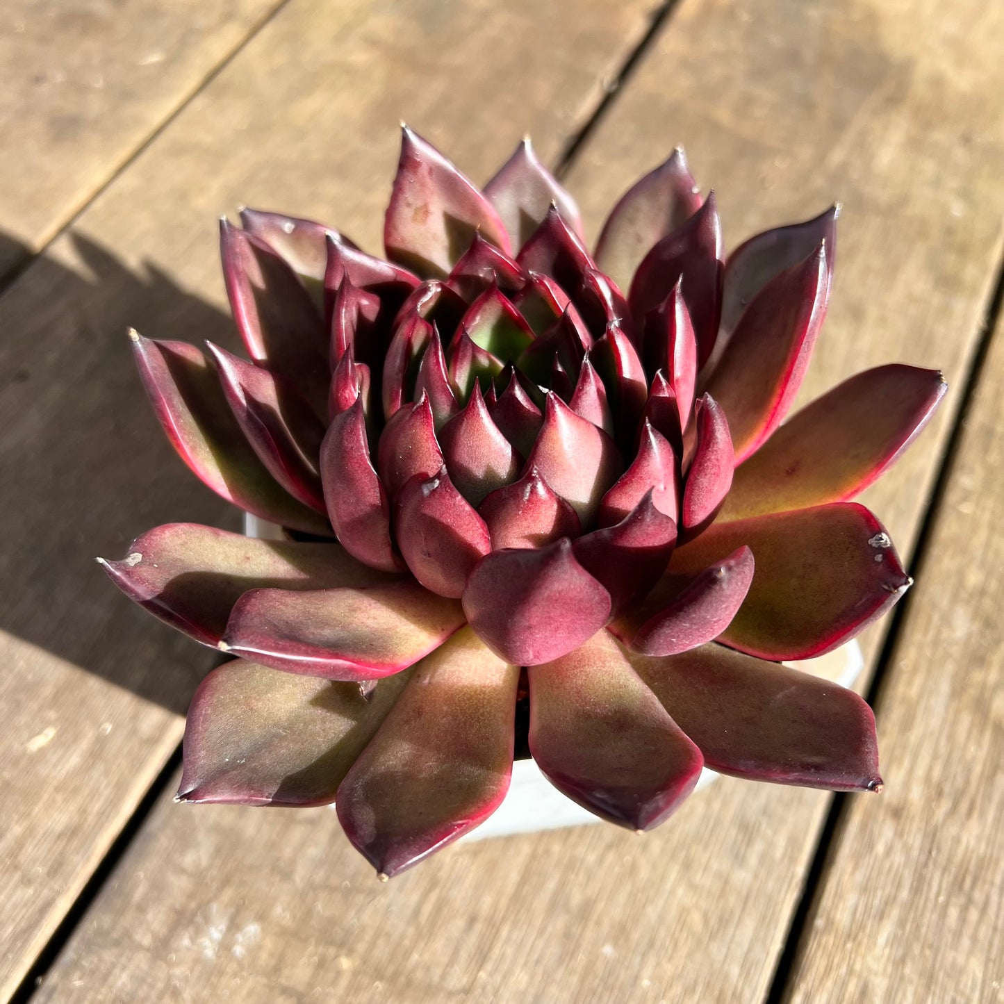 1107 Echeveria Tequila Sunrise