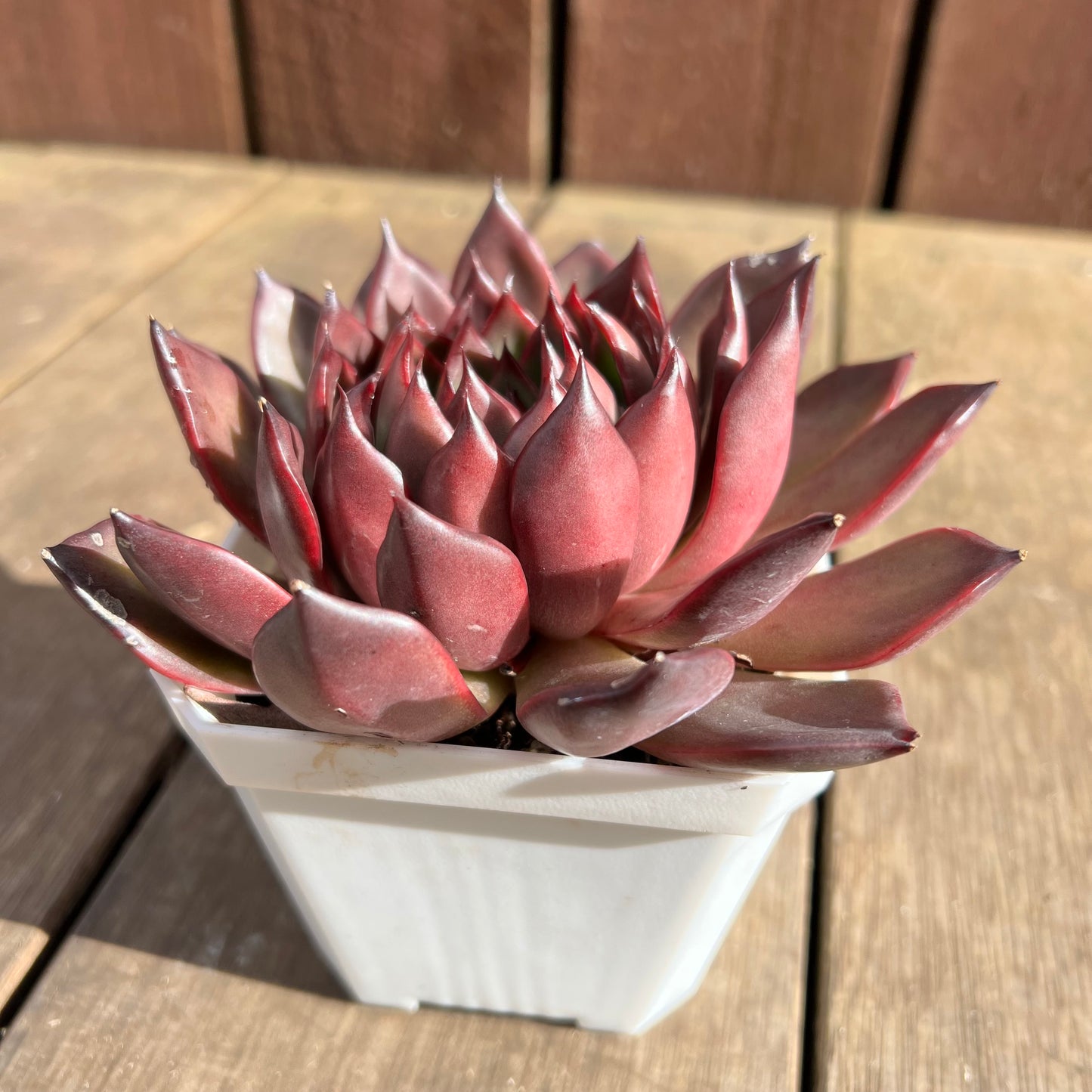 1107 Echeveria Tequila Sunrise