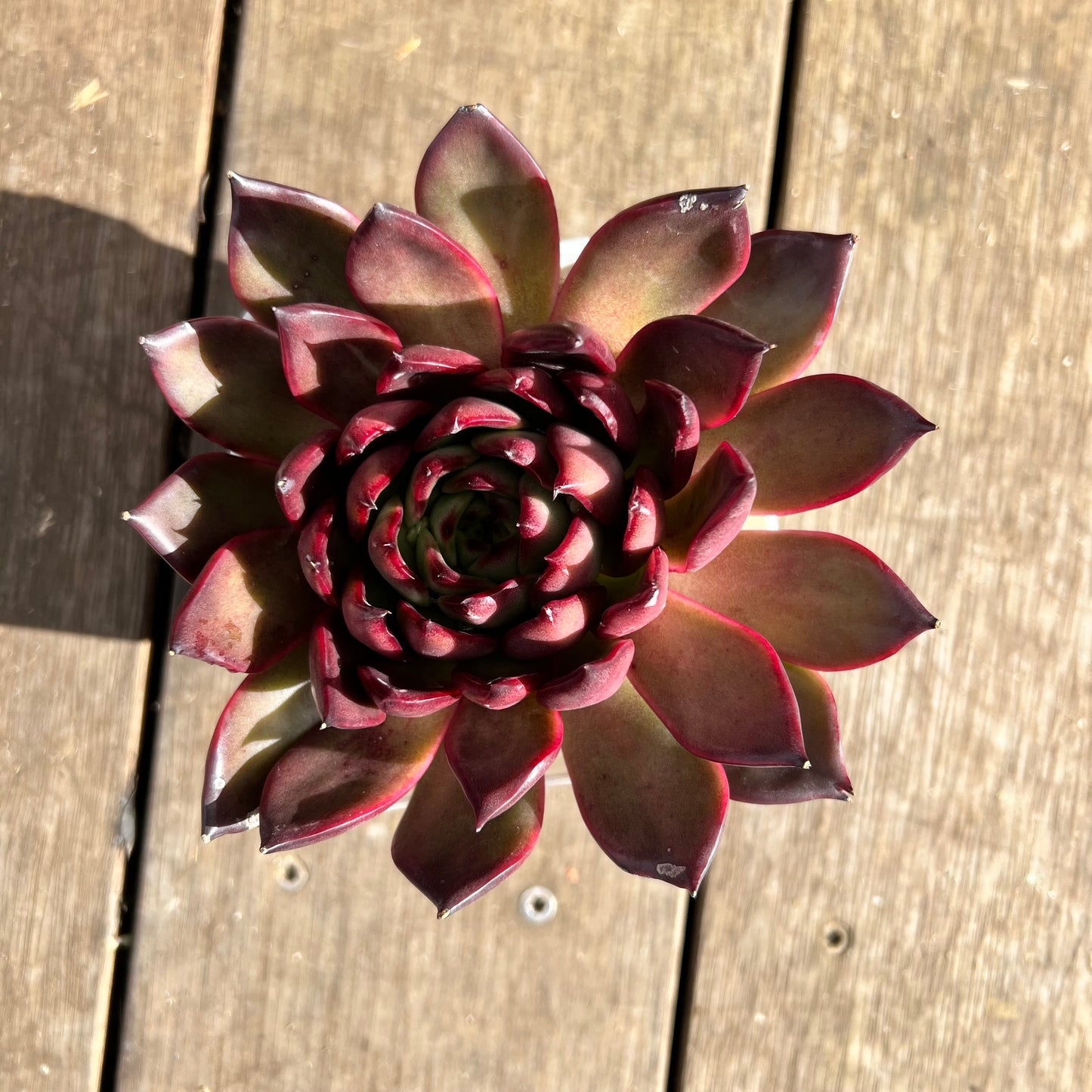1107 Echeveria Tequila Sunrise