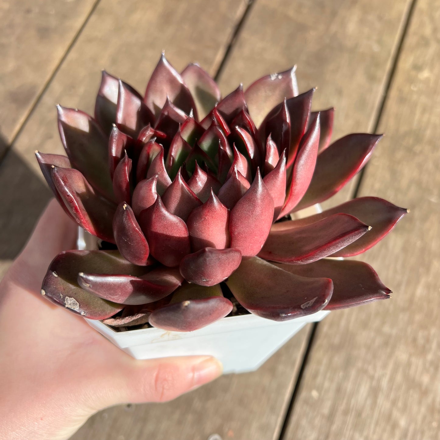1107 Echeveria Tequila Sunrise