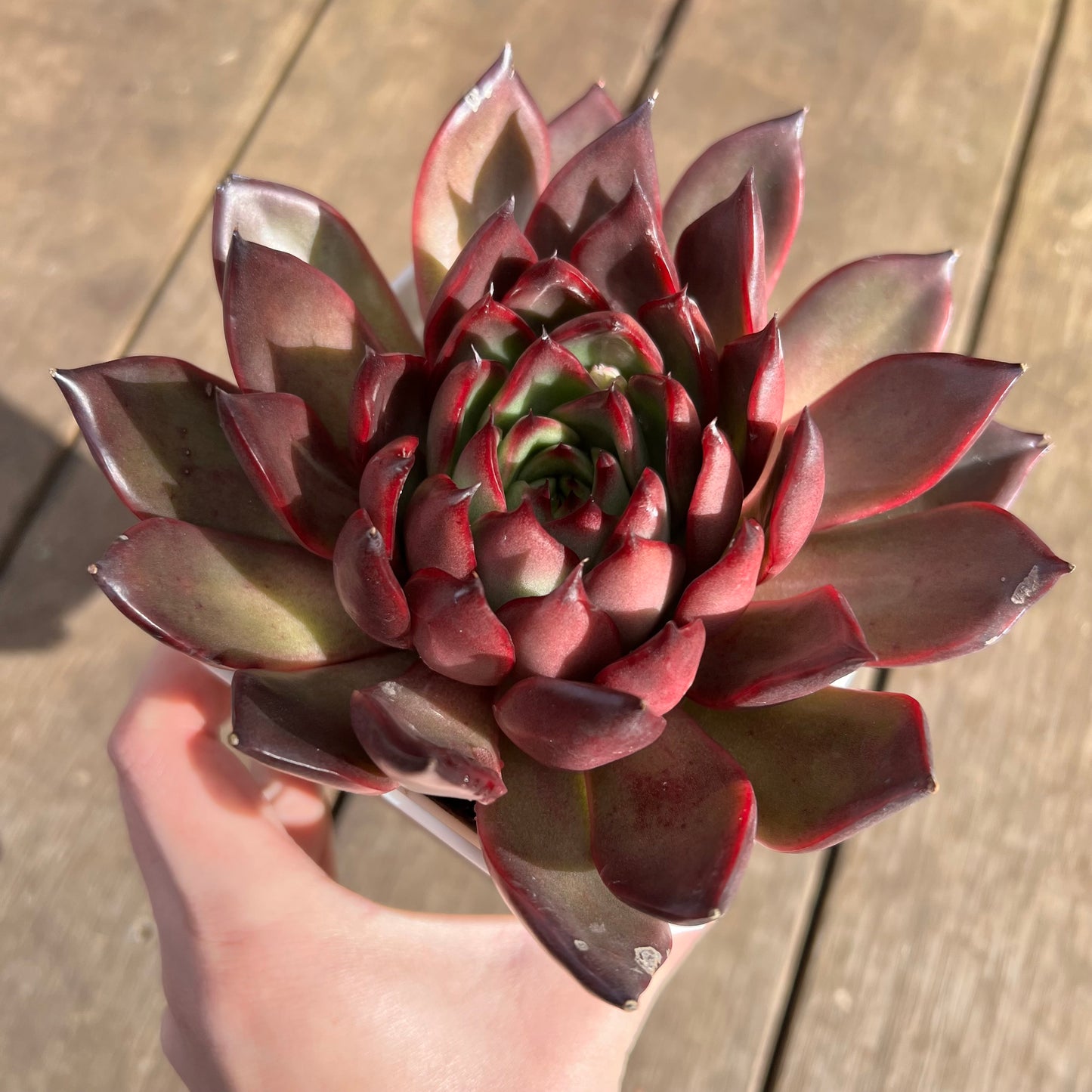 1107 Echeveria Tequila Sunrise