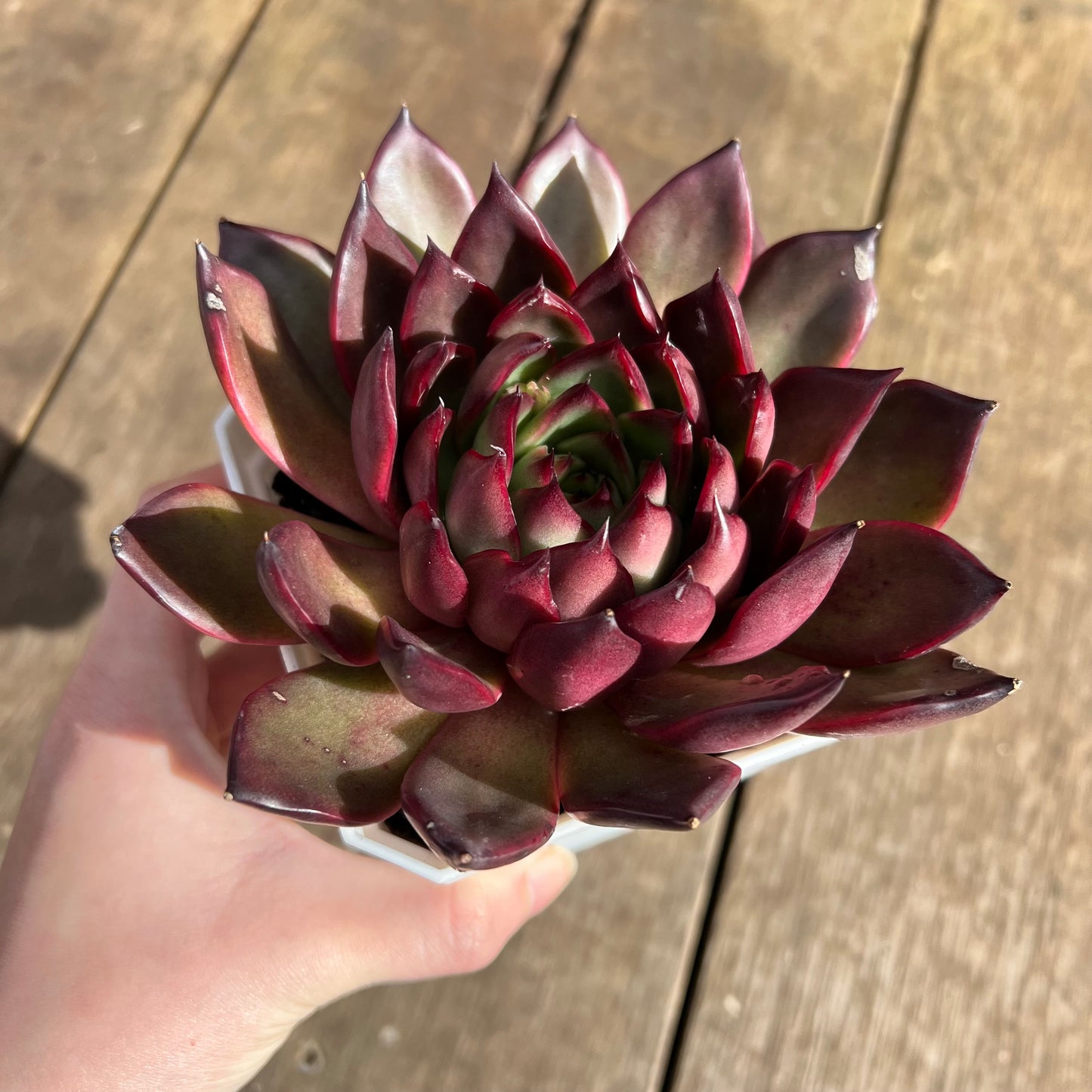 1107 Echeveria Tequila Sunrise