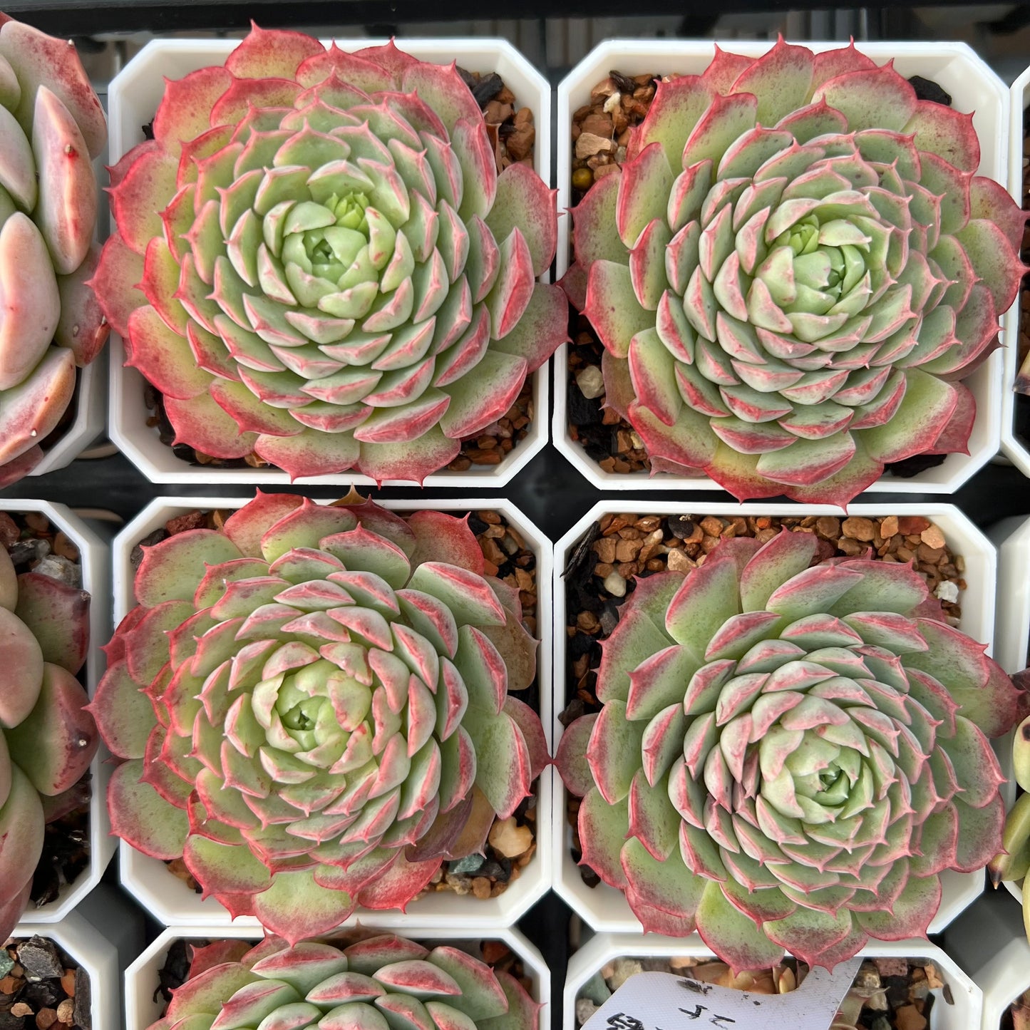 Echeveria Immortal Peach