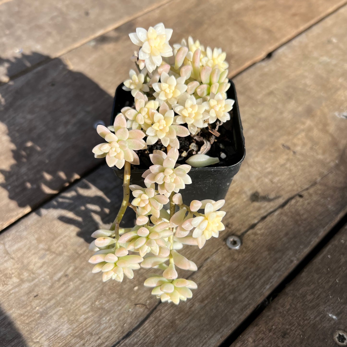 1107 Graptopetalum Mirinae Variegated