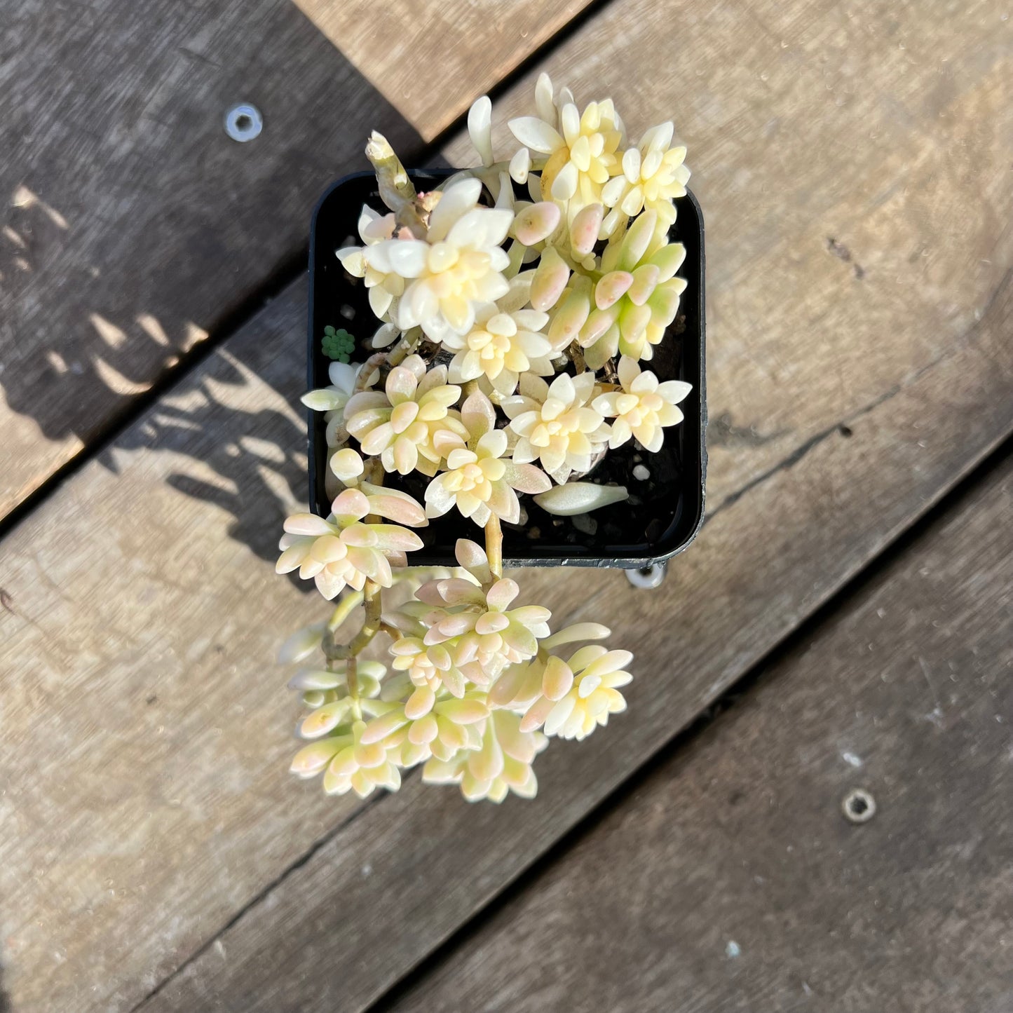 1107 Graptopetalum Mirinae Variegated