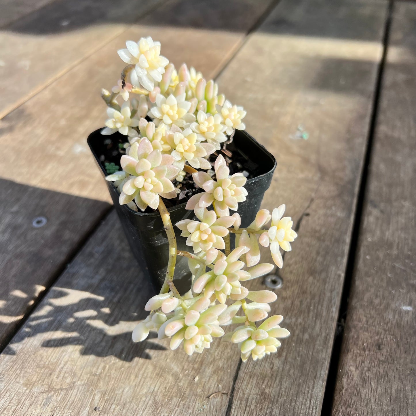1107 Graptopetalum Mirinae Variegated