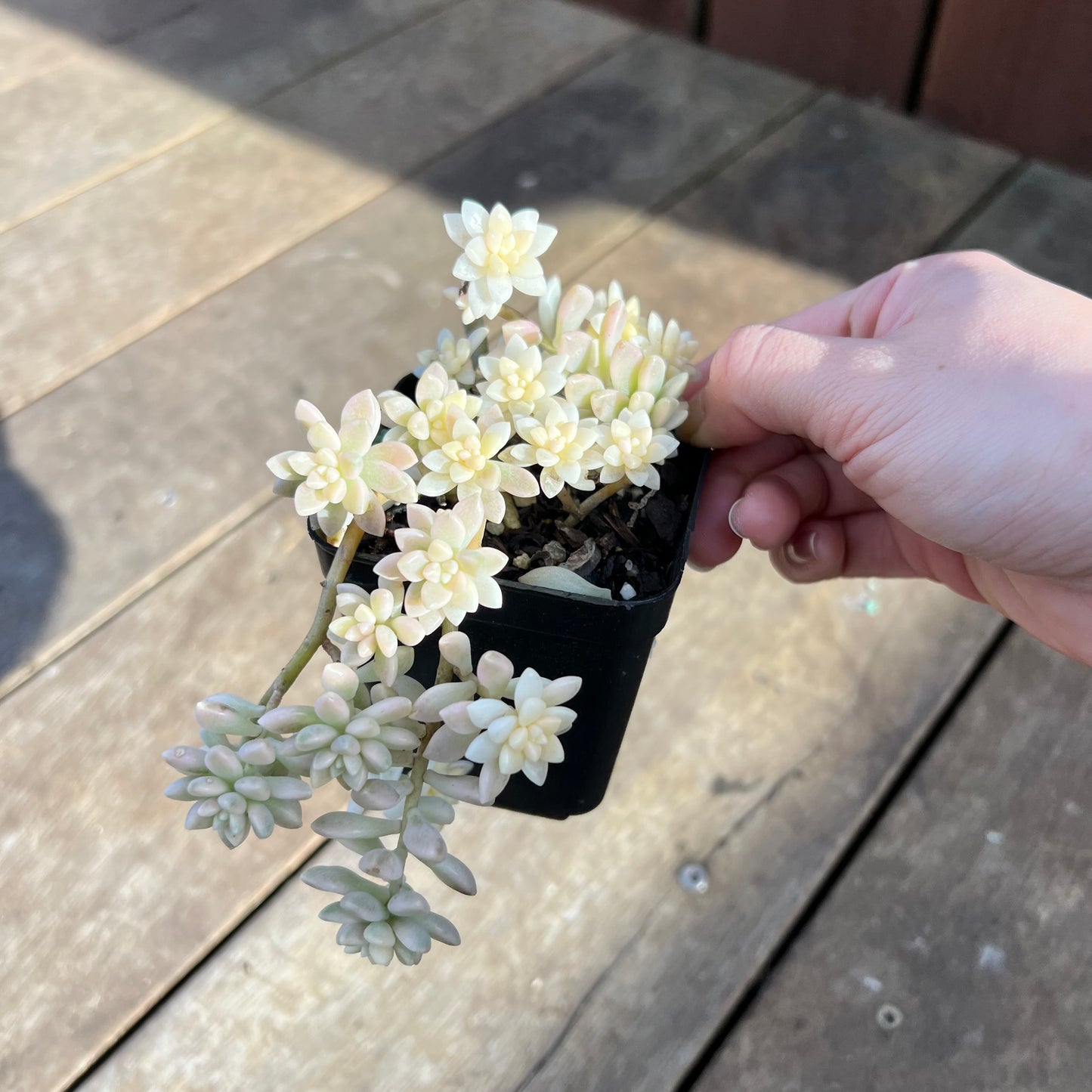 1107 Graptopetalum Mirinae Variegated
