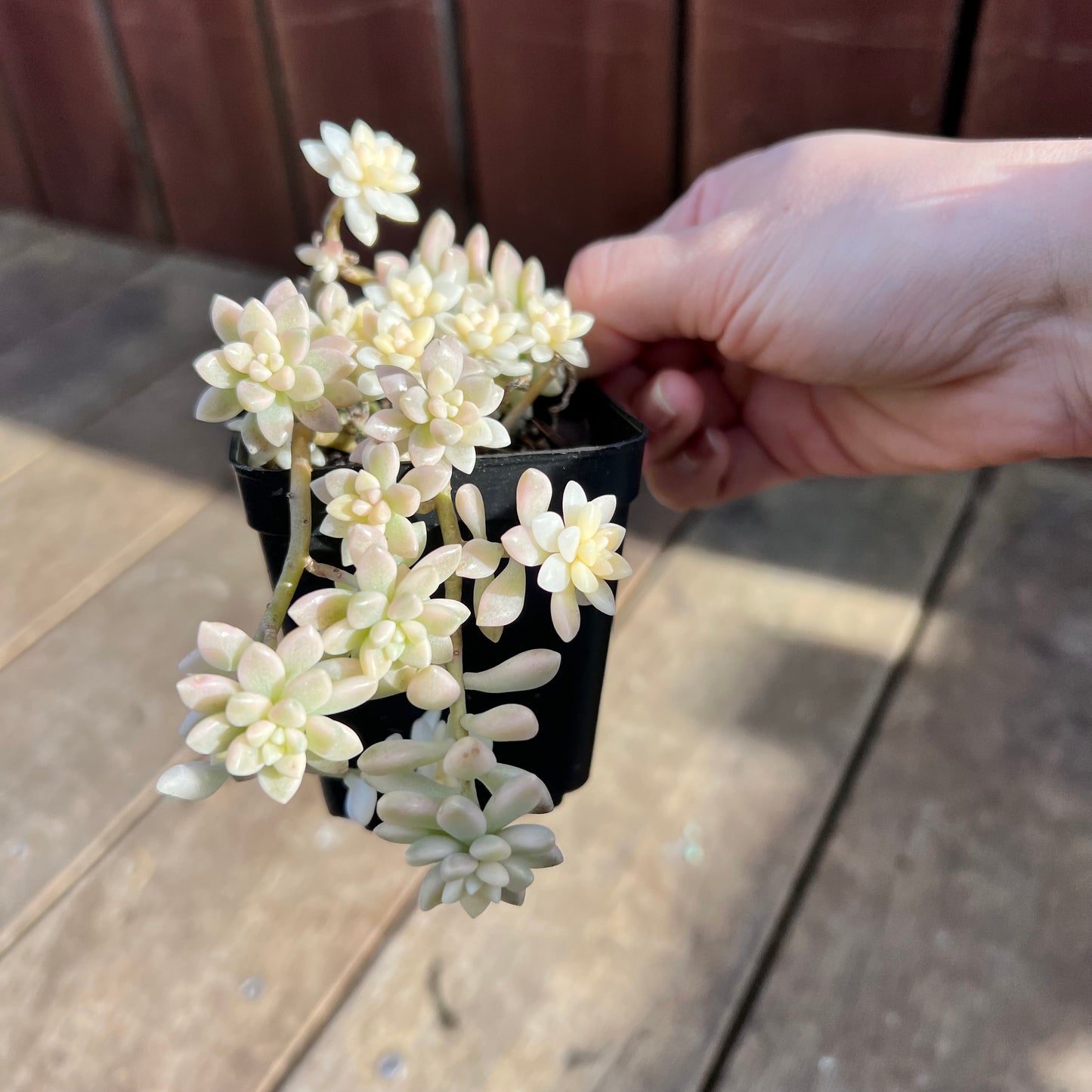 1107 Graptopetalum Mirinae Variegated