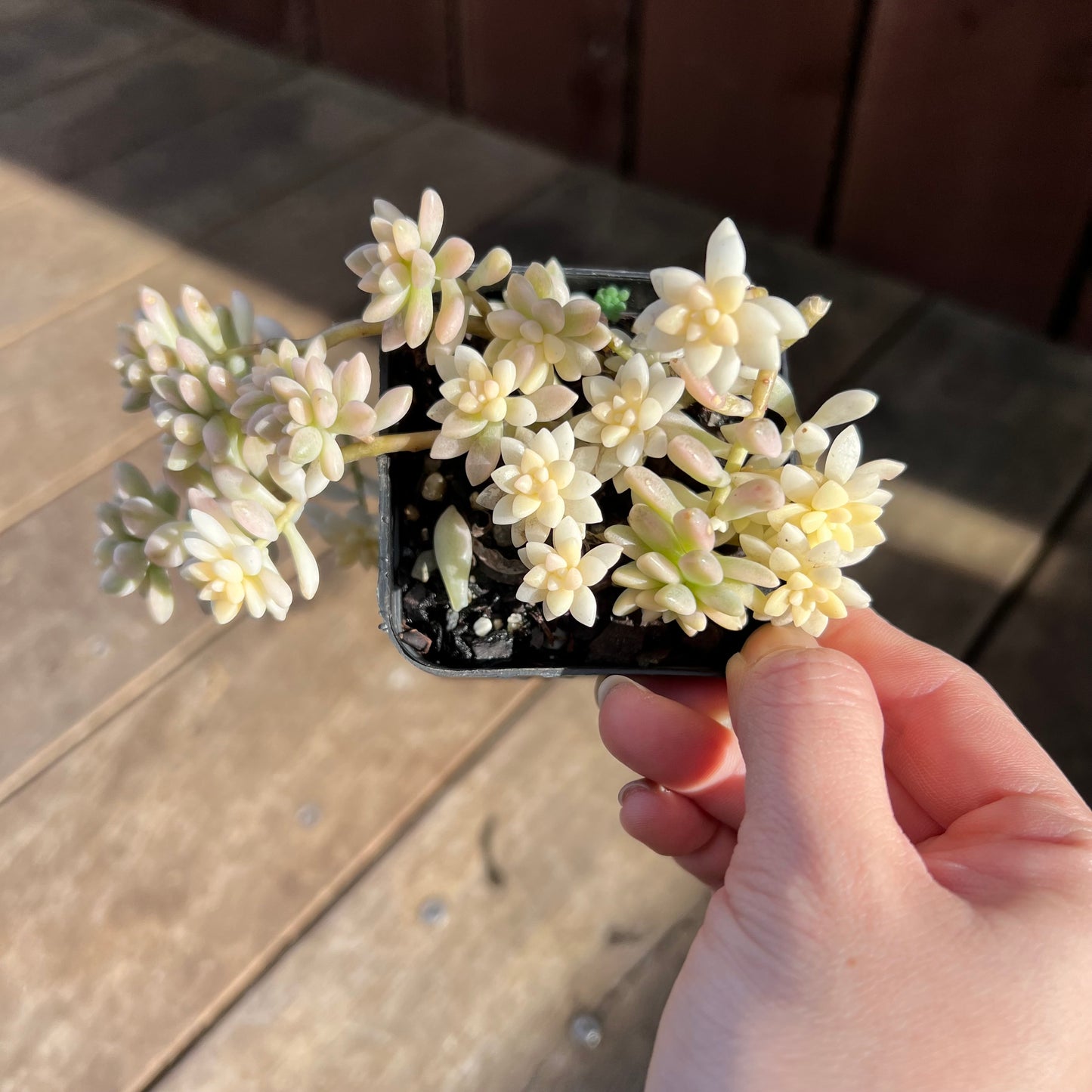 1107 Graptopetalum Mirinae Variegated