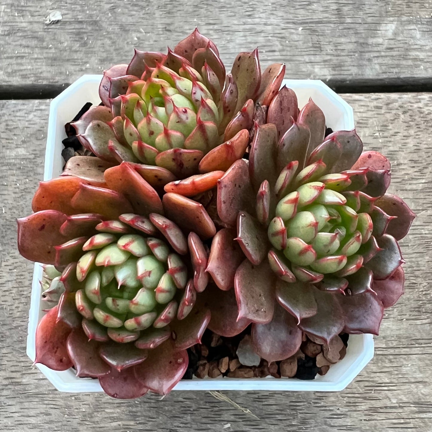 1107 Echeveria Bini Gessei