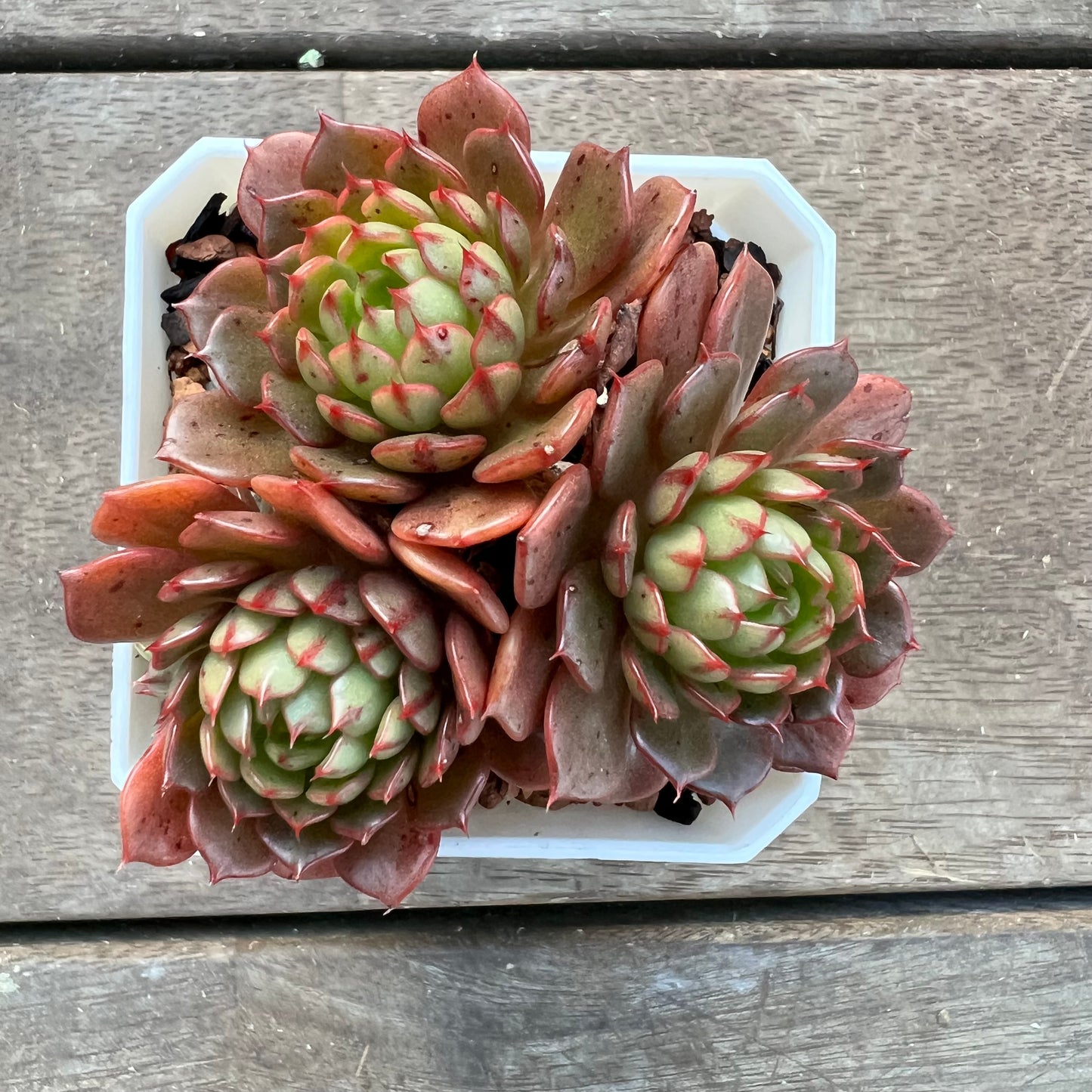 1107 Echeveria Bini Gessei