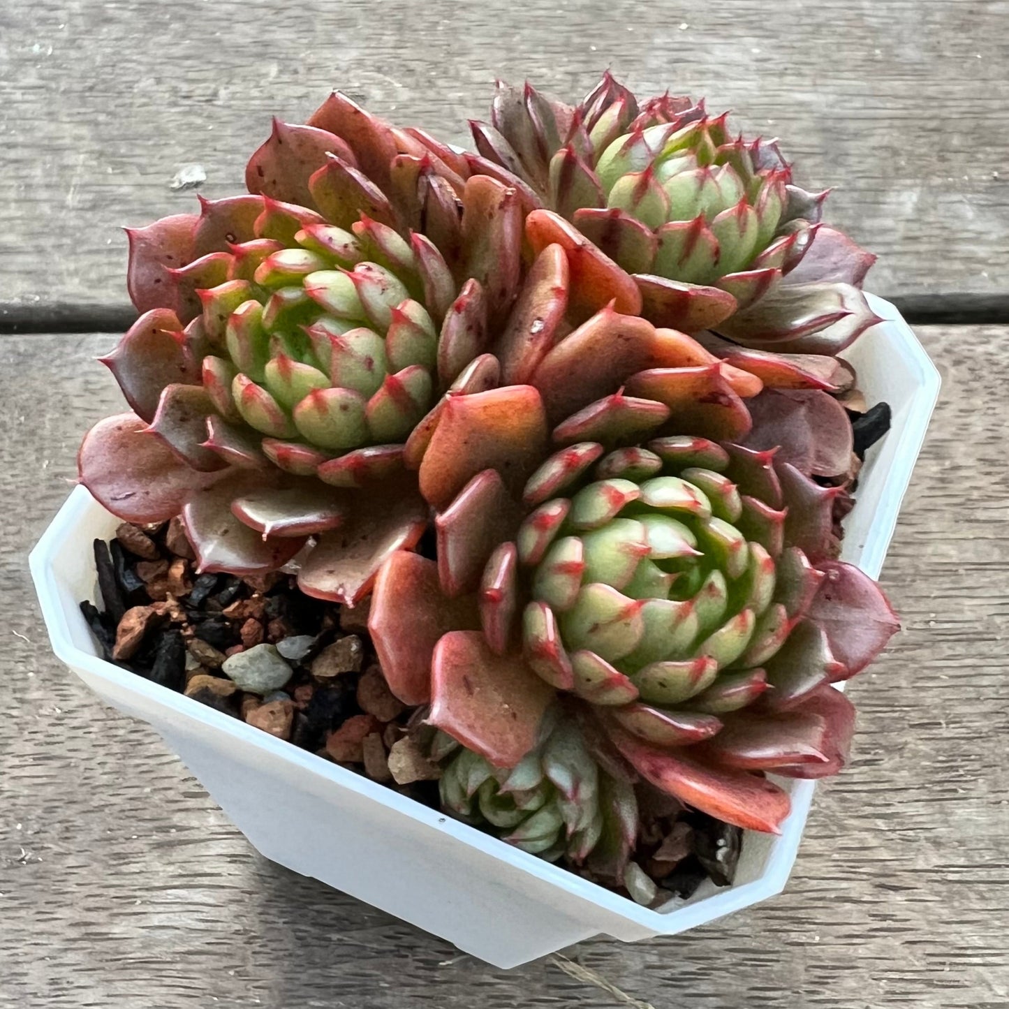 1107 Echeveria Bini Gessei
