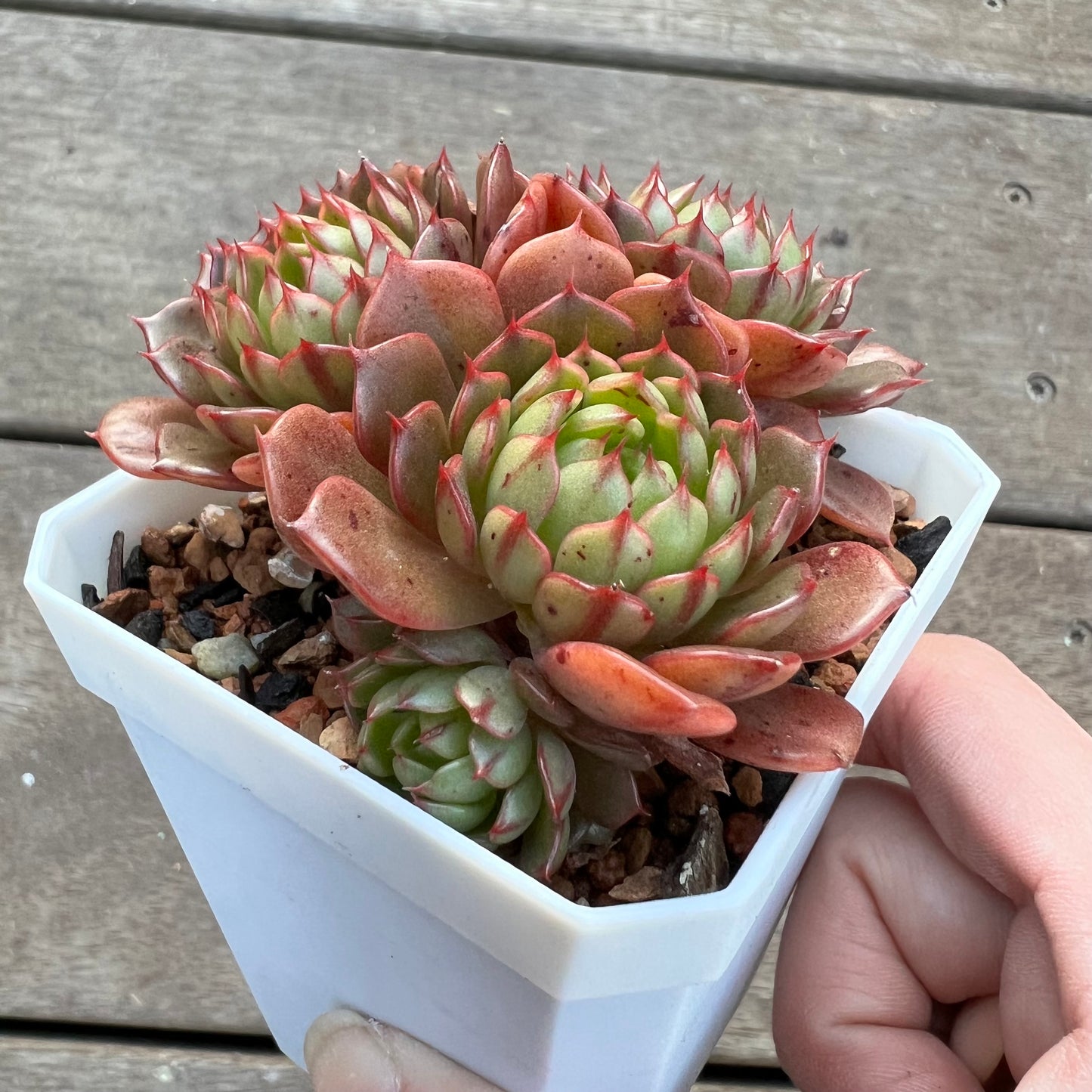 1107 Echeveria Bini Gessei