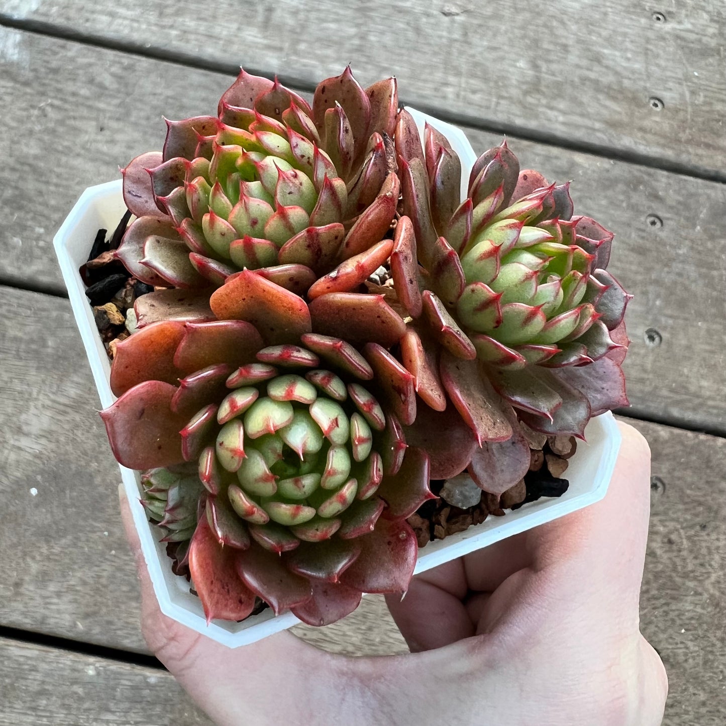 1107 Echeveria Bini Gessei