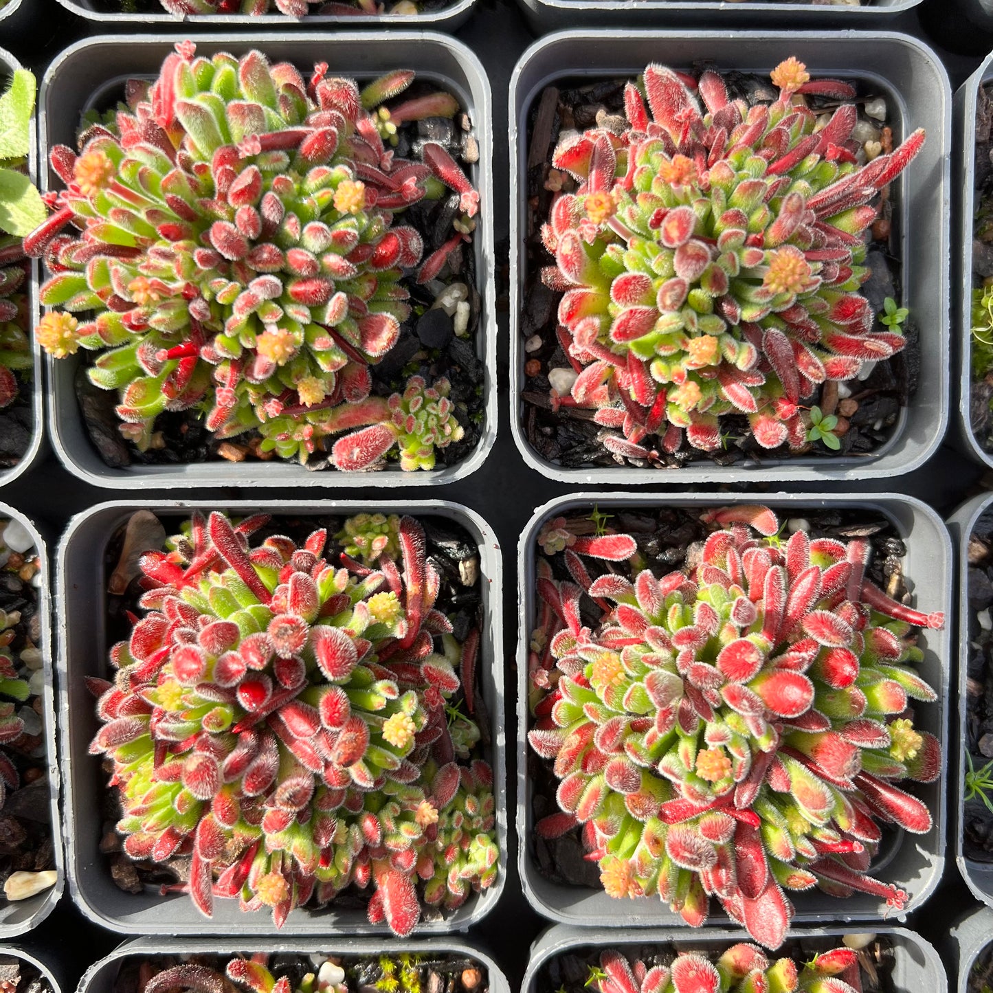 Crassula Pubescens