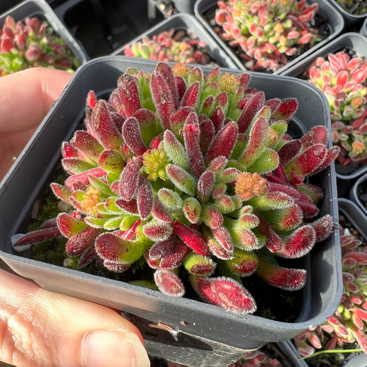 Crassula Pubescens