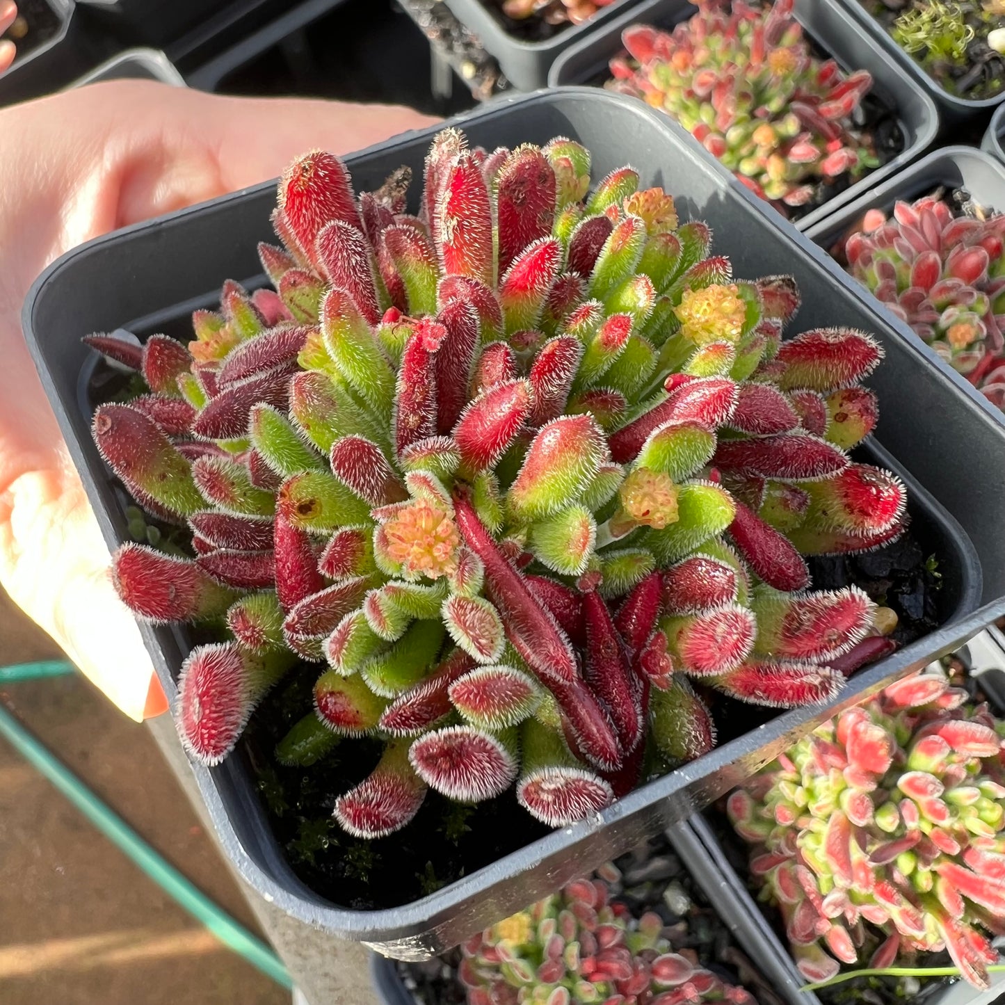 Crassula Pubescens