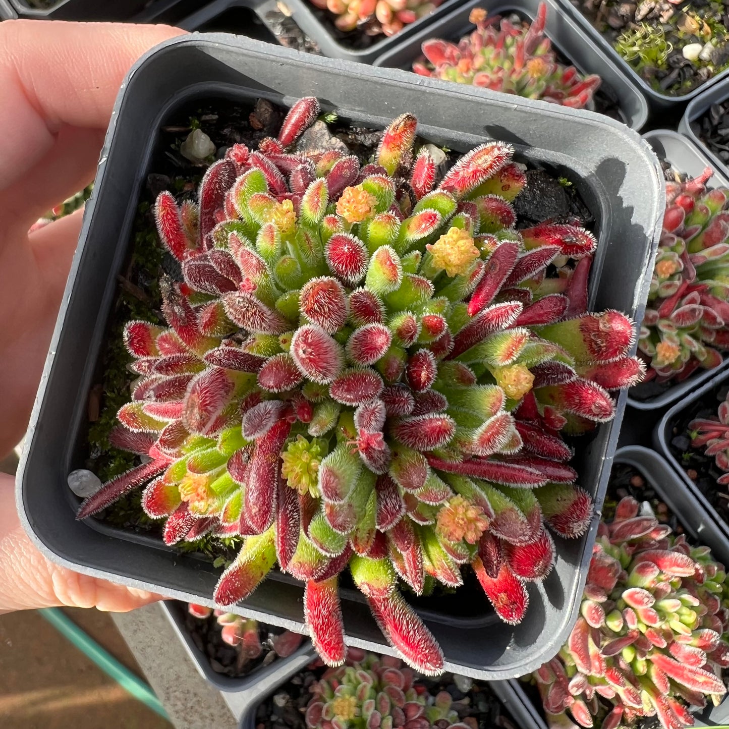 Crassula Pubescens