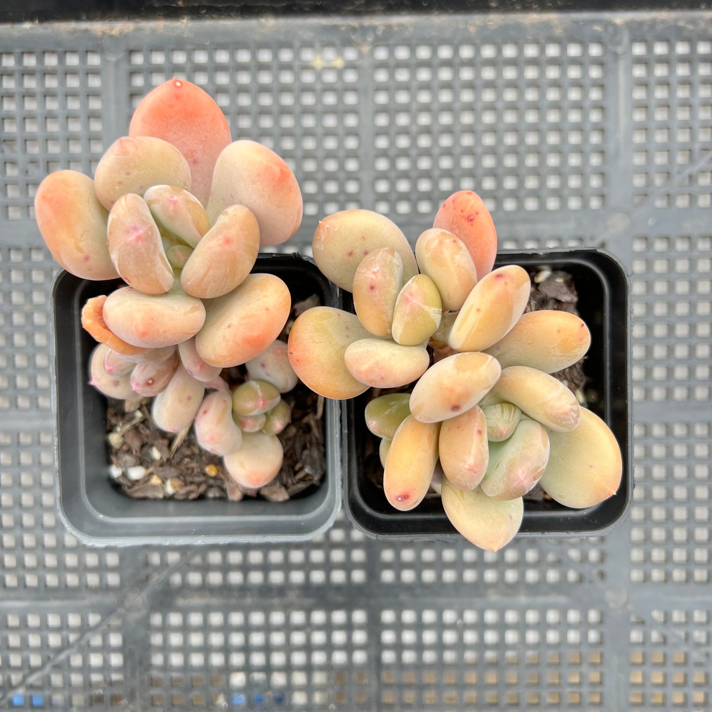 Pachyphytum Green Apple