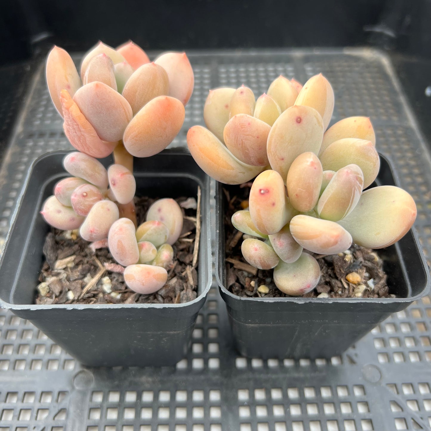 Pachyphytum Green Apple