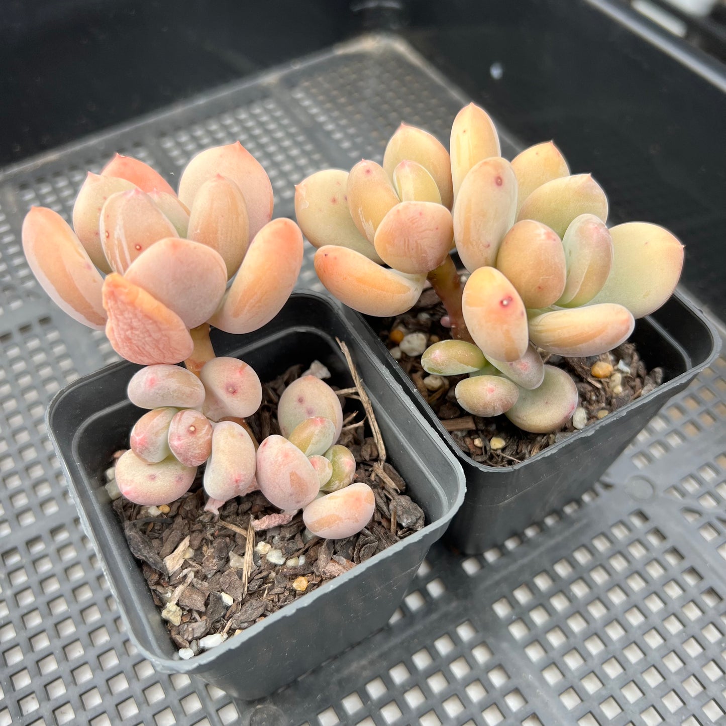 Pachyphytum Green Apple