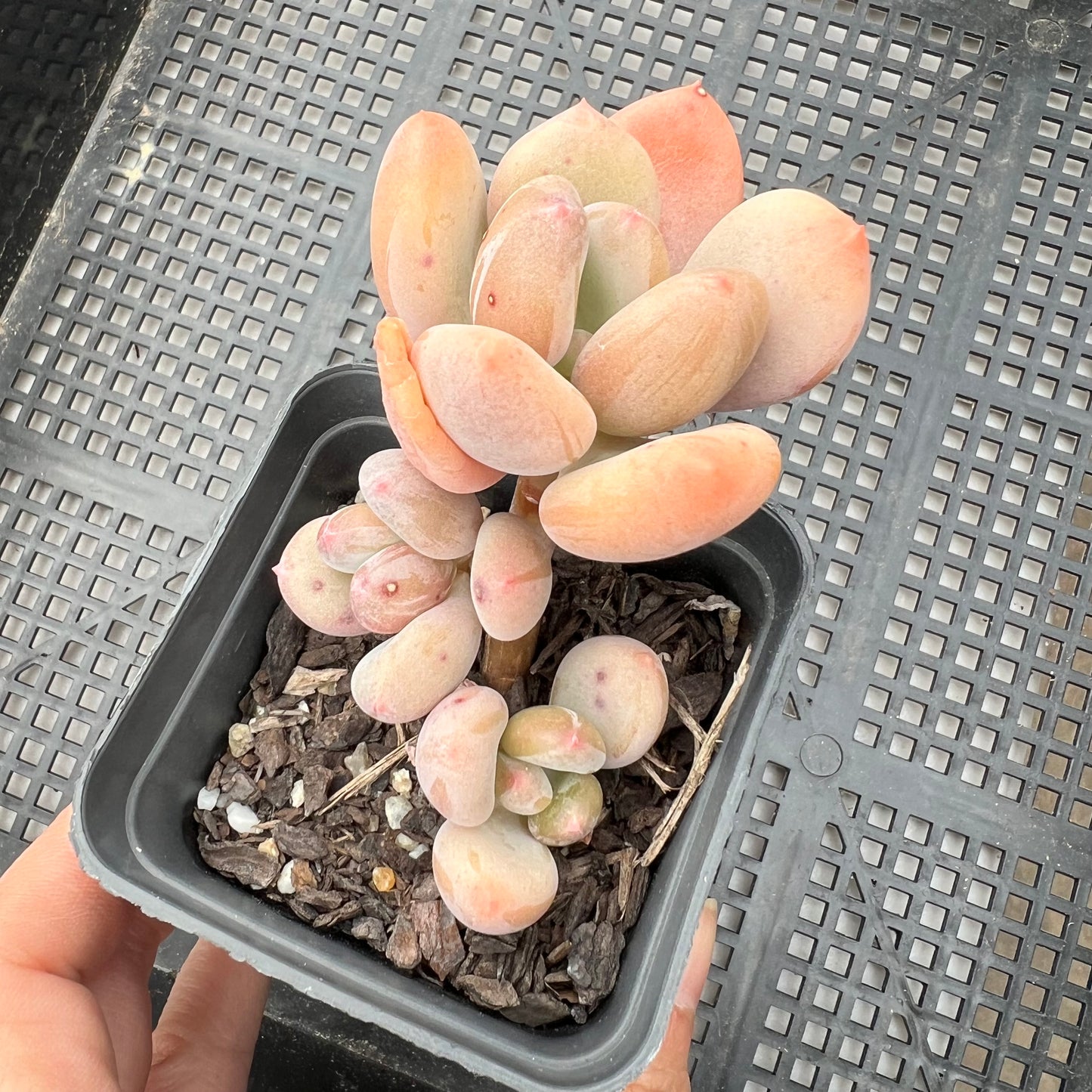 Pachyphytum Green Apple