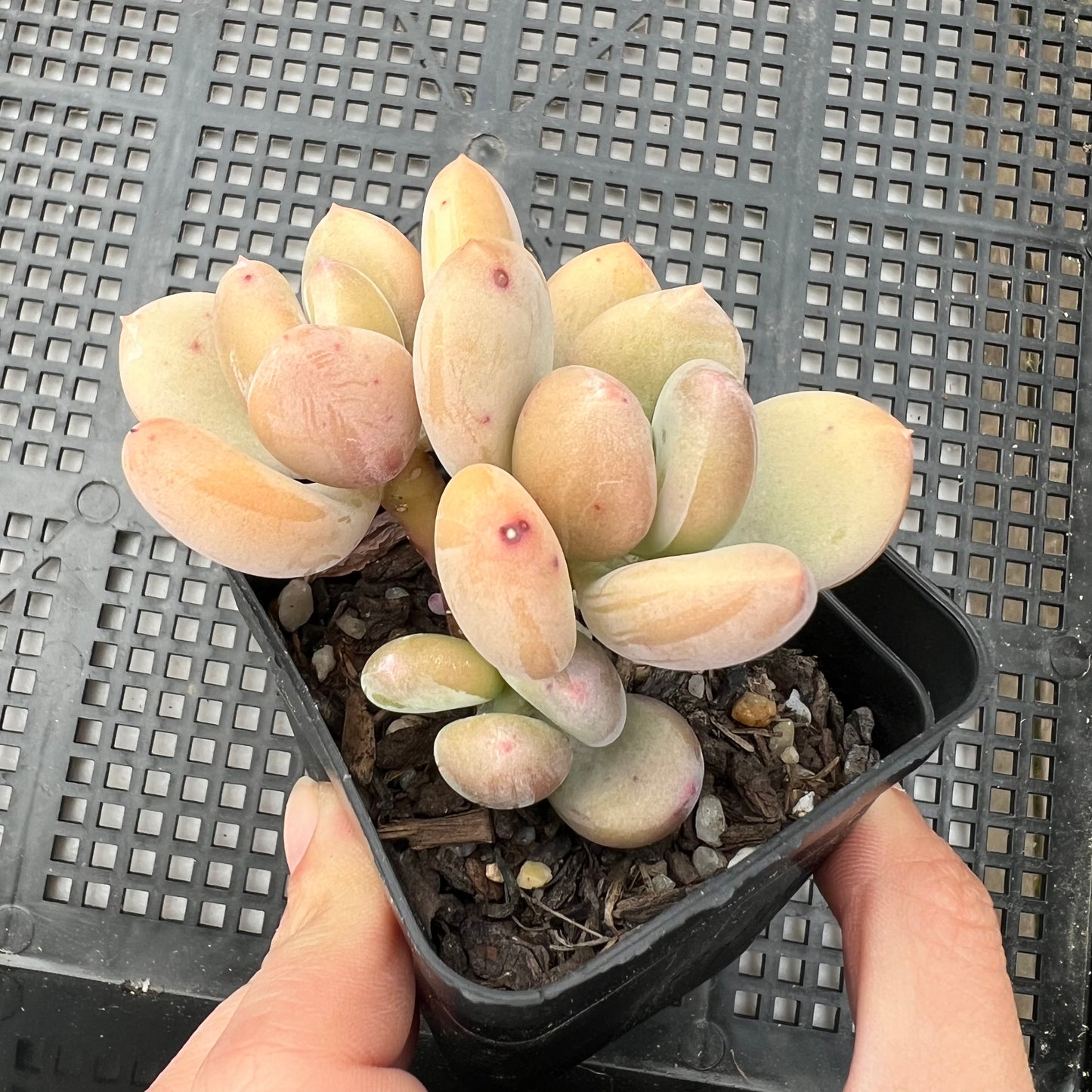 Pachyphytum Green Apple