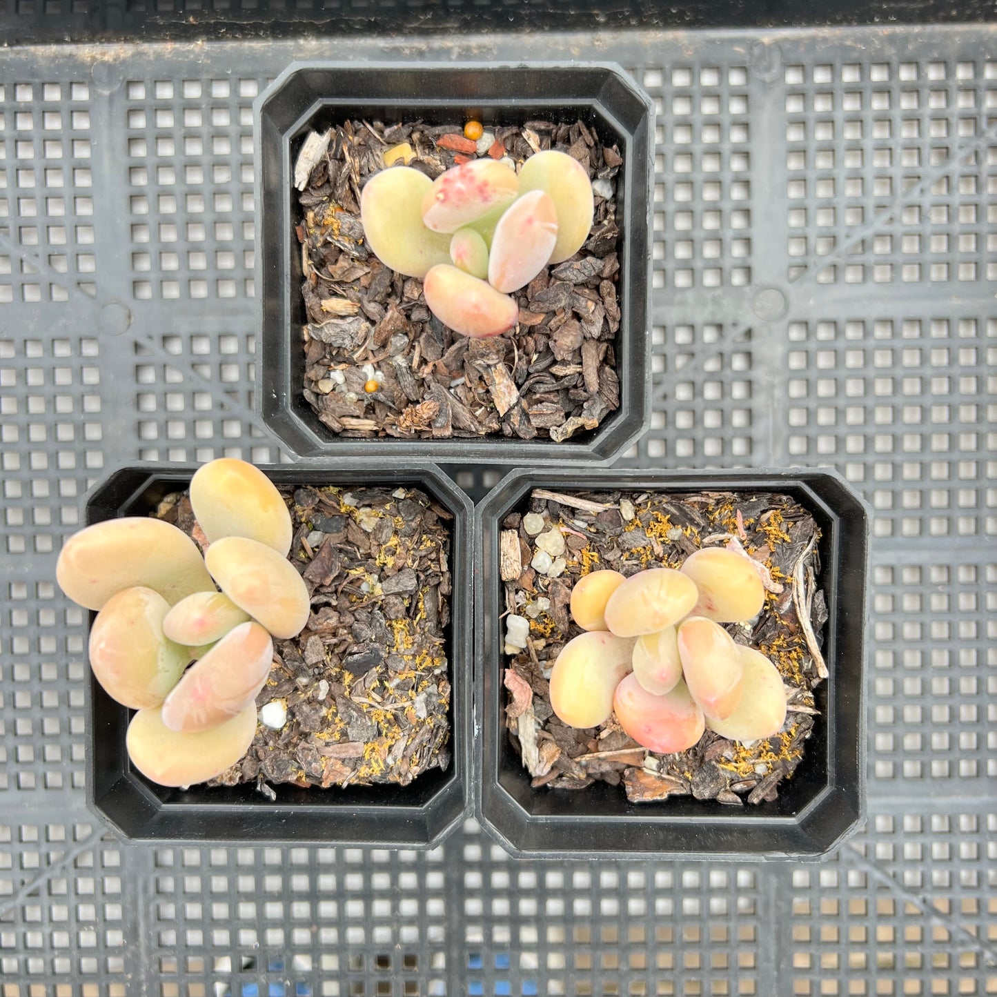 Pachyphytum Green Apple
