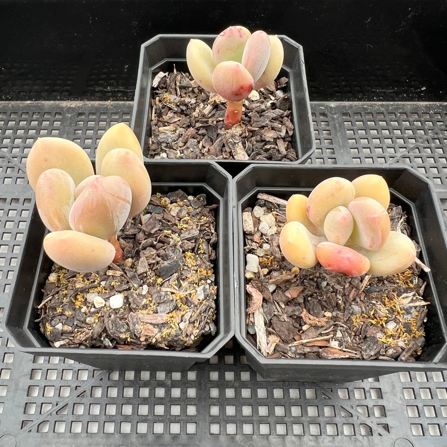 Pachyphytum Green Apple