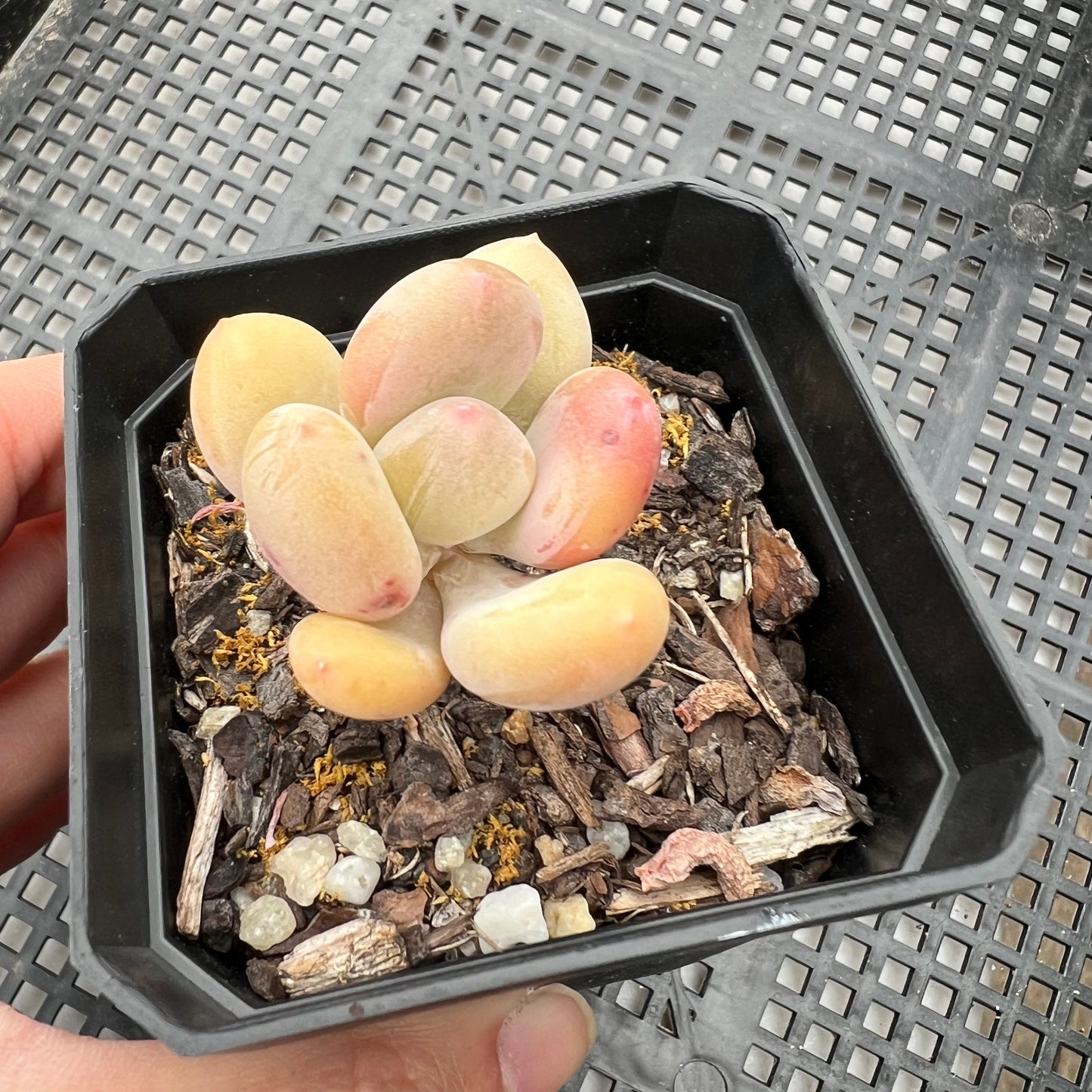 Pachyphytum Green Apple