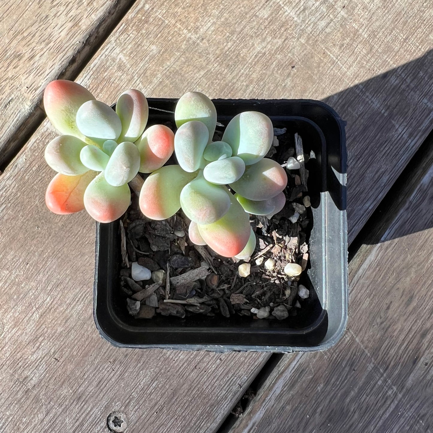 Pachyphytum Garcie