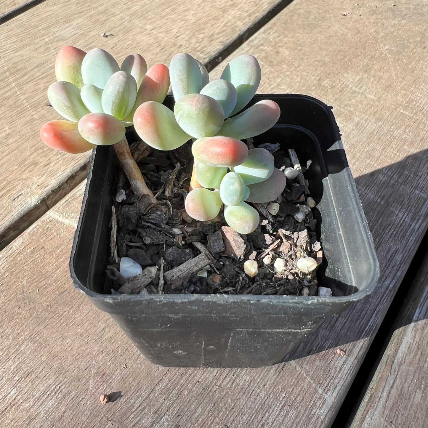 Pachyphytum Garcie