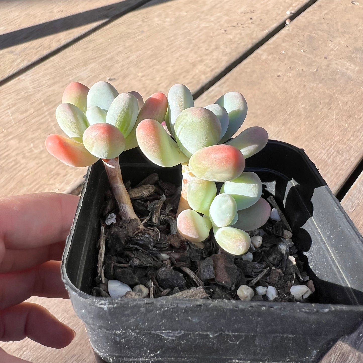Pachyphytum Garcie