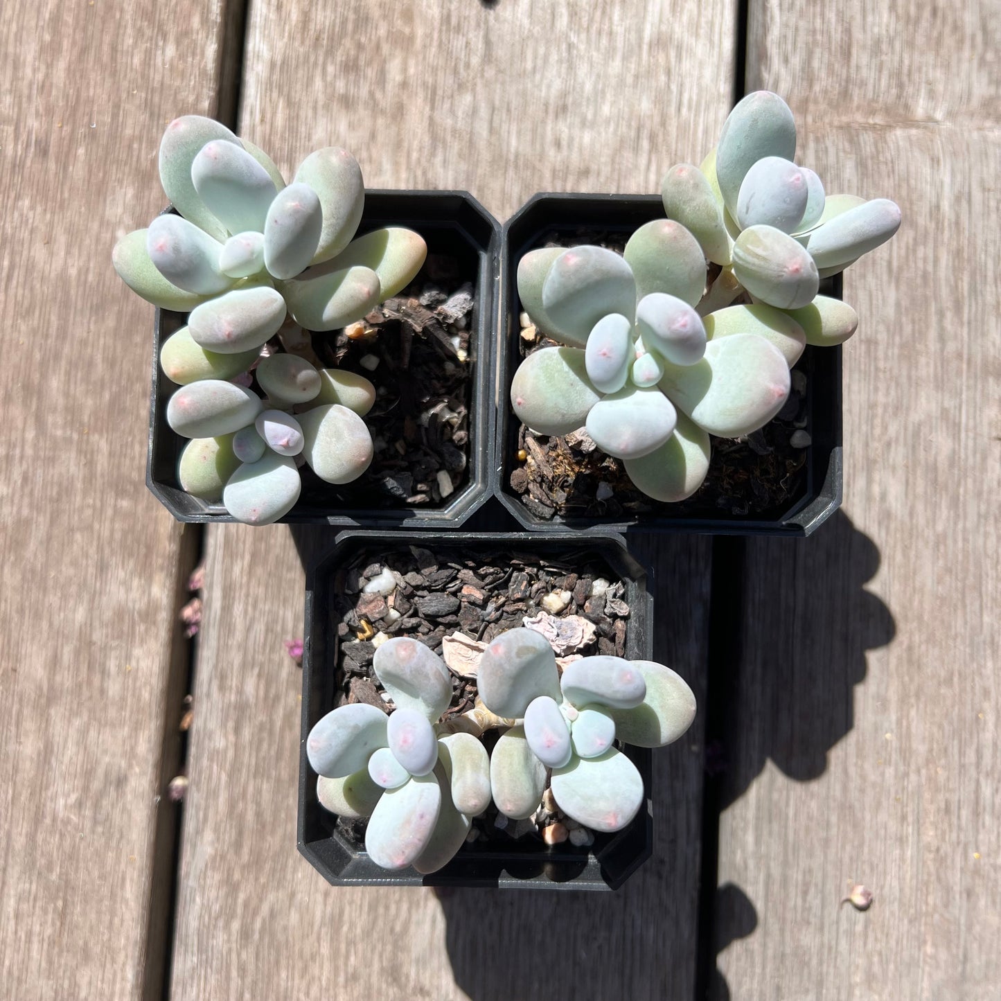 Pachyphytum Orange Snowball