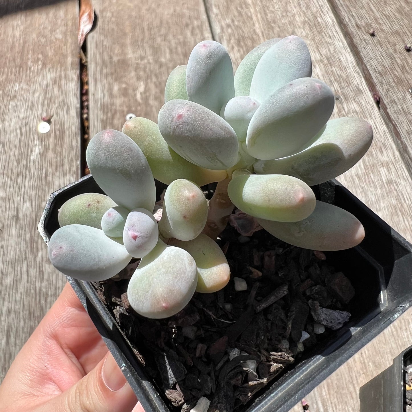 Pachyphytum Orange Snowball