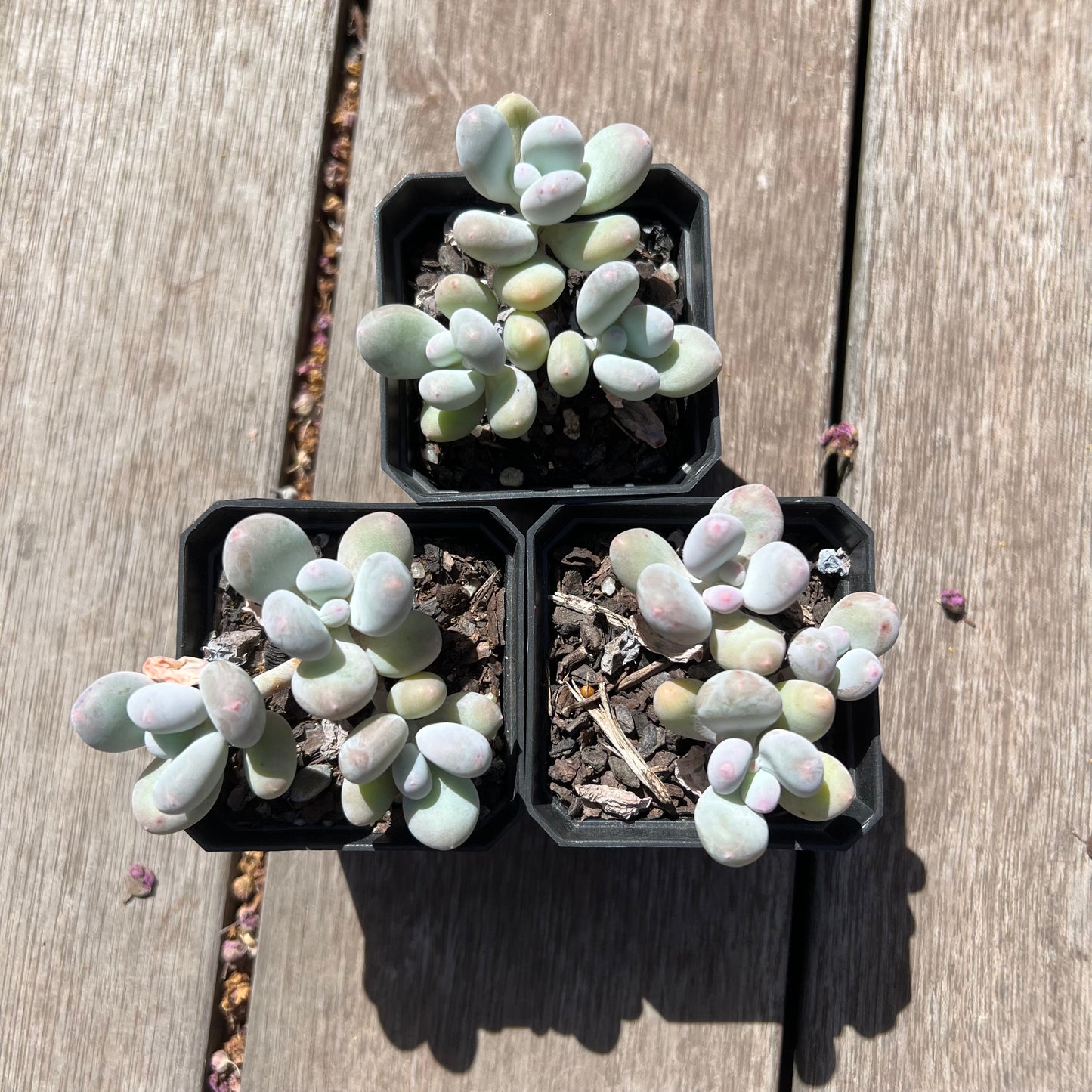 Pachyphytum Orange Snowball