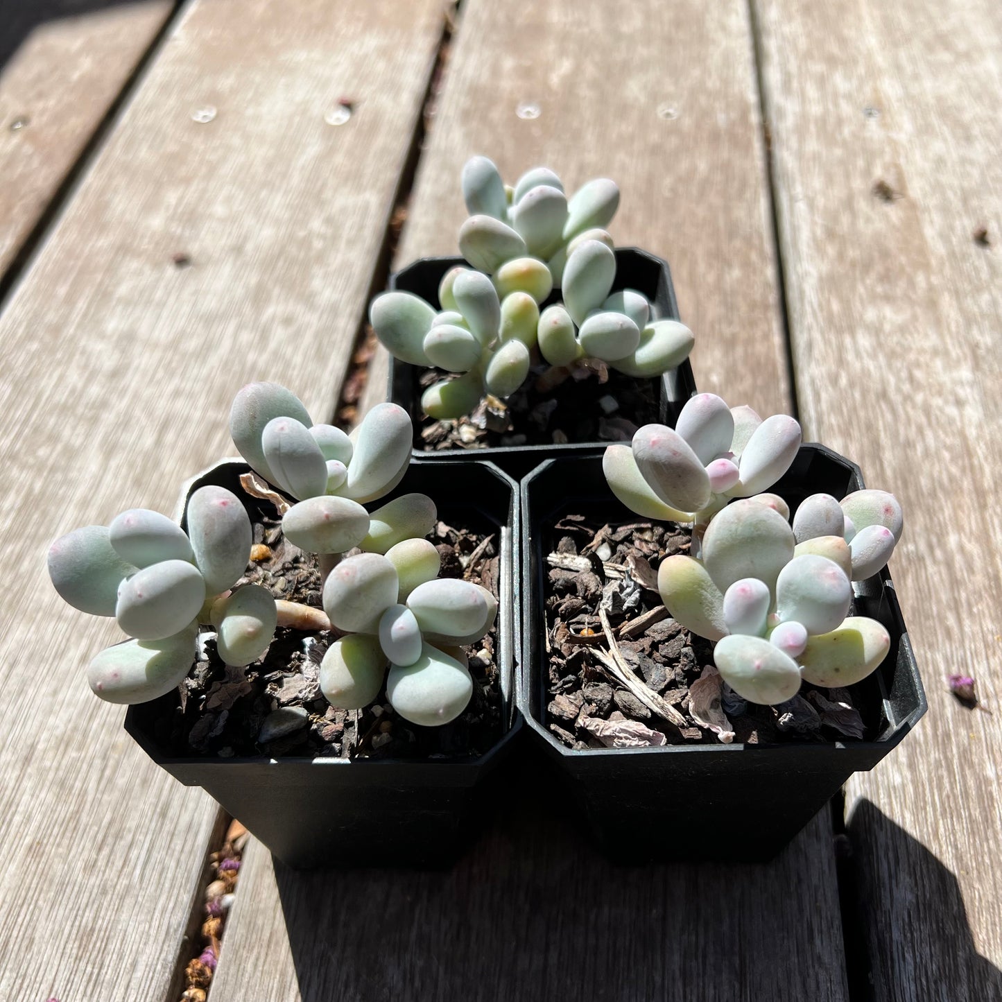 Pachyphytum Orange Snowball