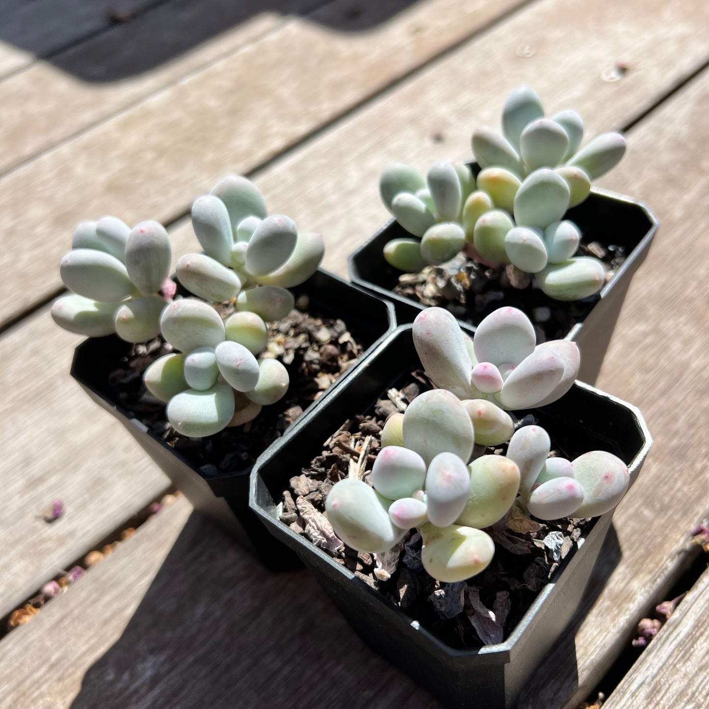 Pachyphytum Orange Snowball