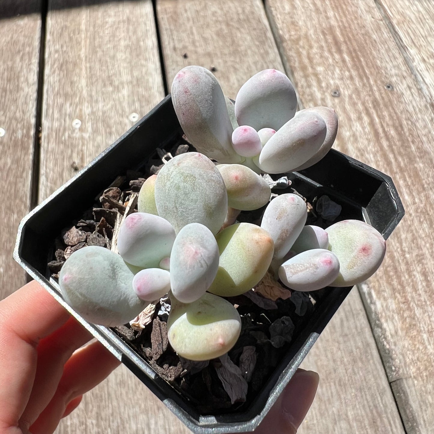 Pachyphytum Orange Snowball