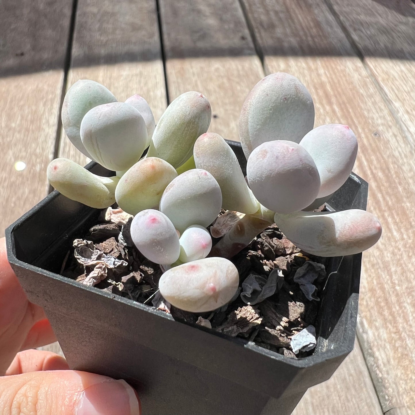 Pachyphytum Orange Snowball